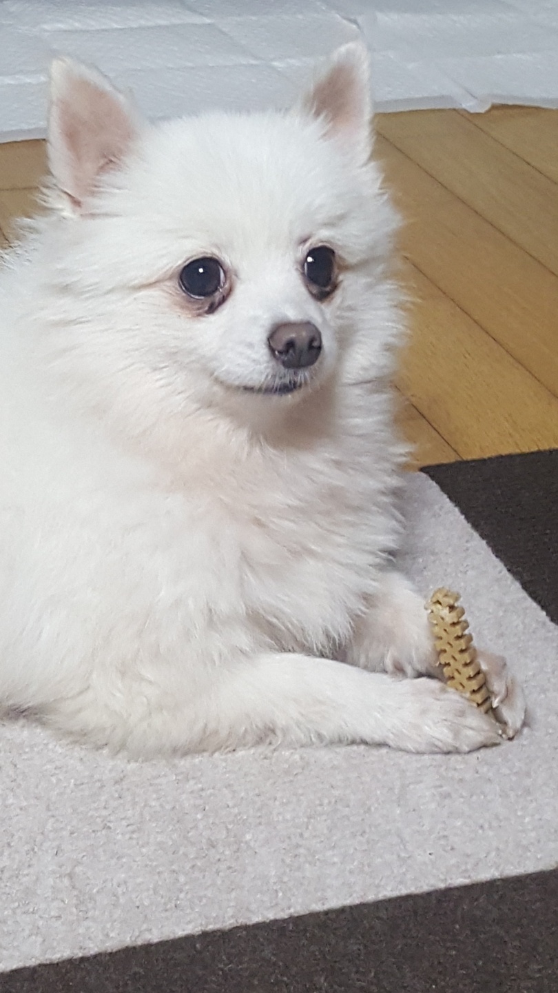 봄이(곤지암 눈송이) 입양 한달째예요~~~