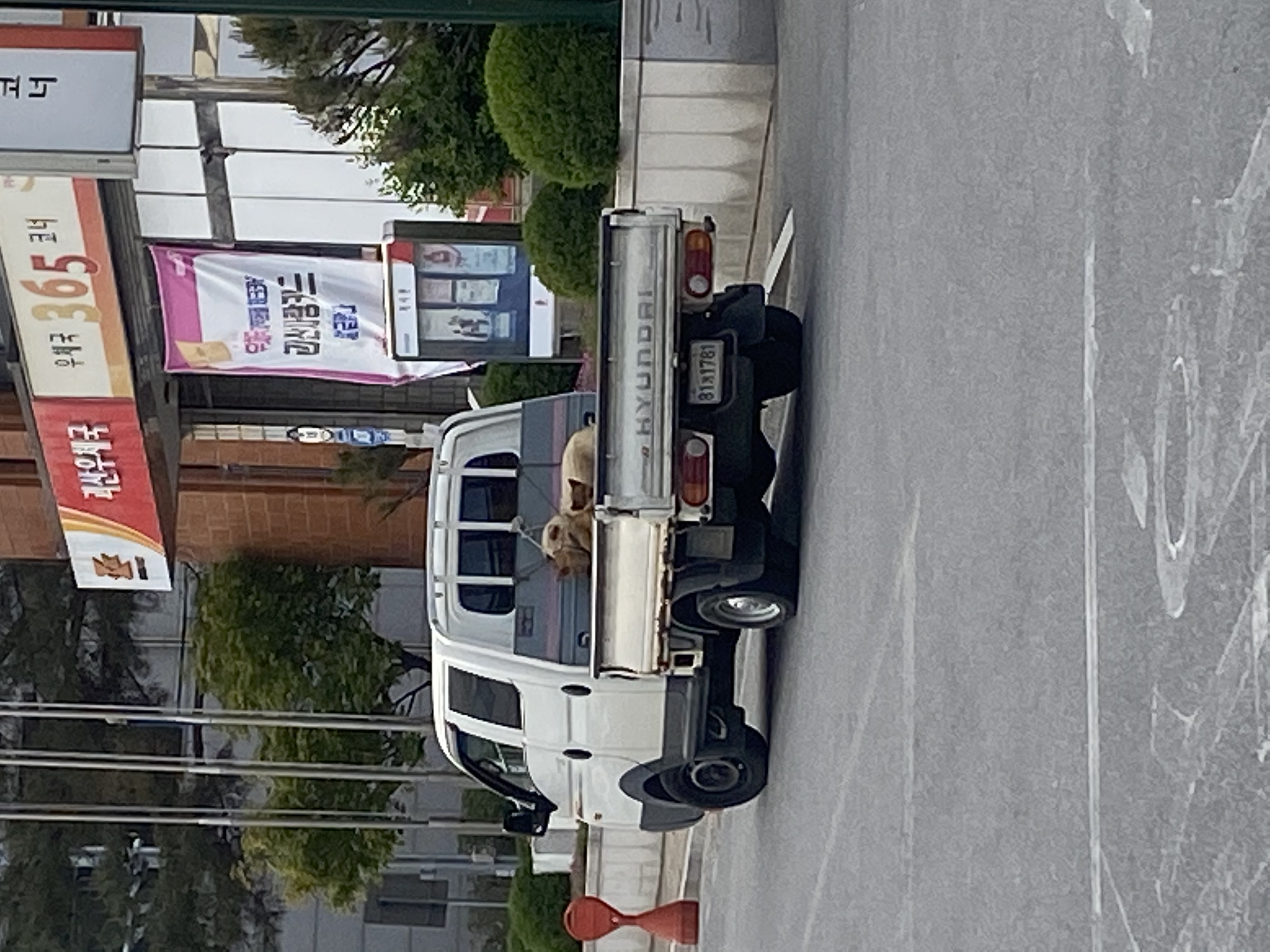 뒷칸에 개들 목을 바짝 묶어놓고 달리는 트럭