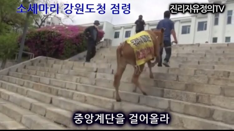 소를 말처럼 타고 다니며 가두시위를 벌이는 인간말종들의 엽기적 만행을 막아주시기 바랍니다. 