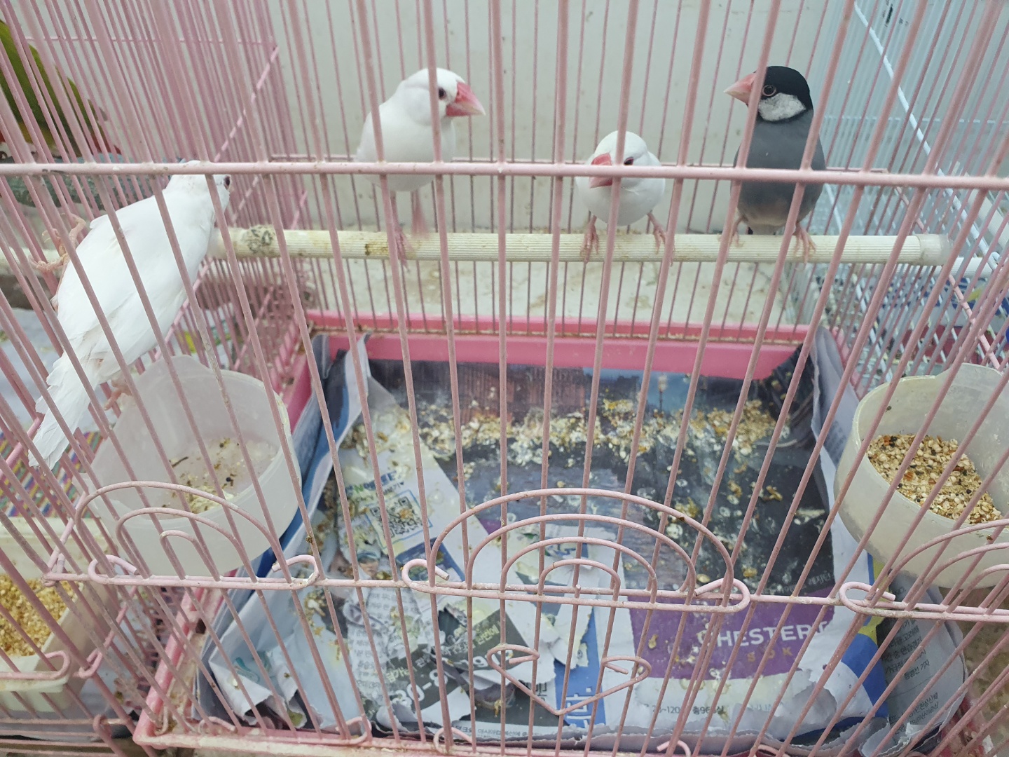 썩은 똥물조차 마른 물통, 방치로 병들어가는 앵무새들