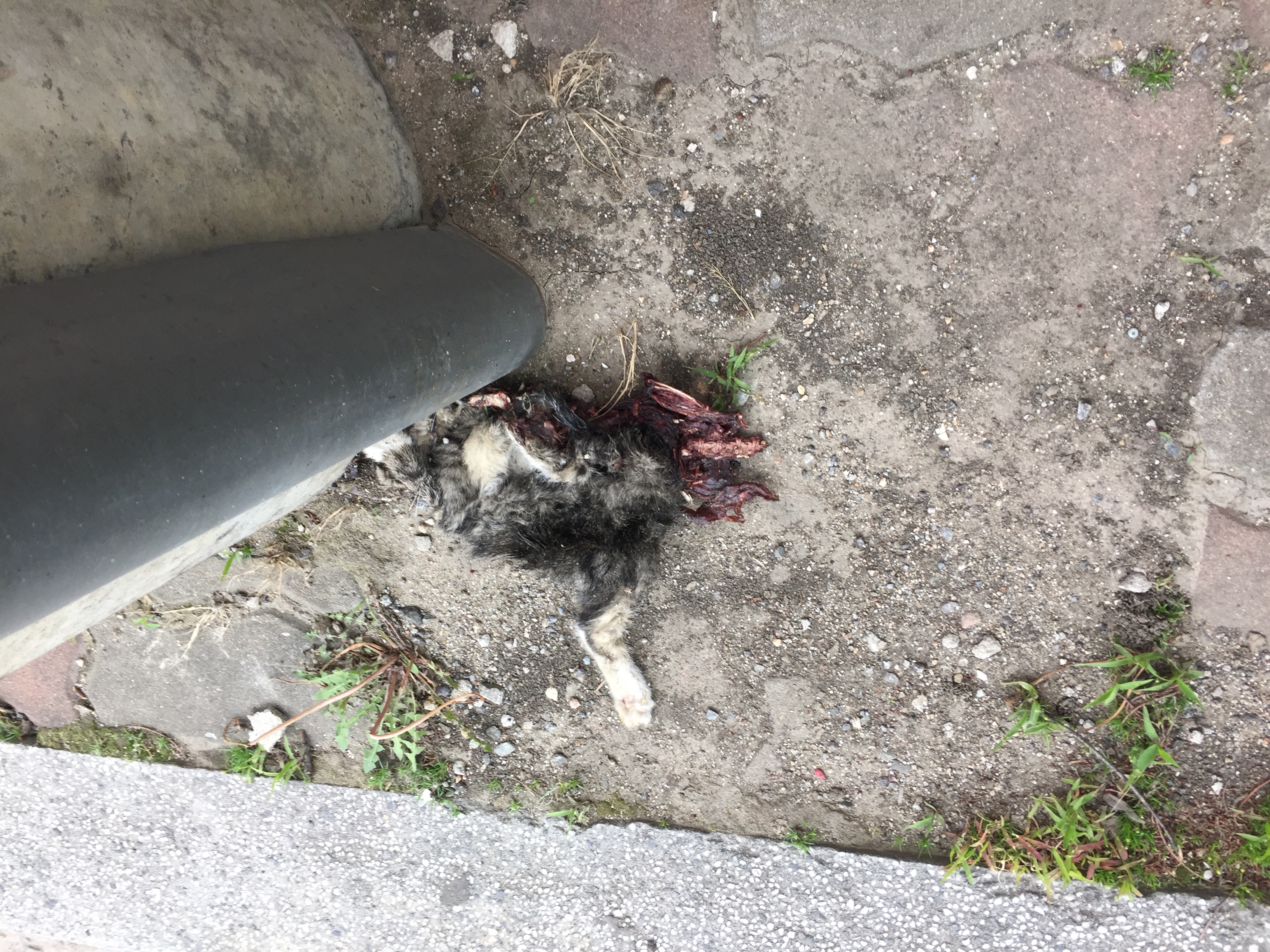 아기고양이 사체를 발견했습니다.