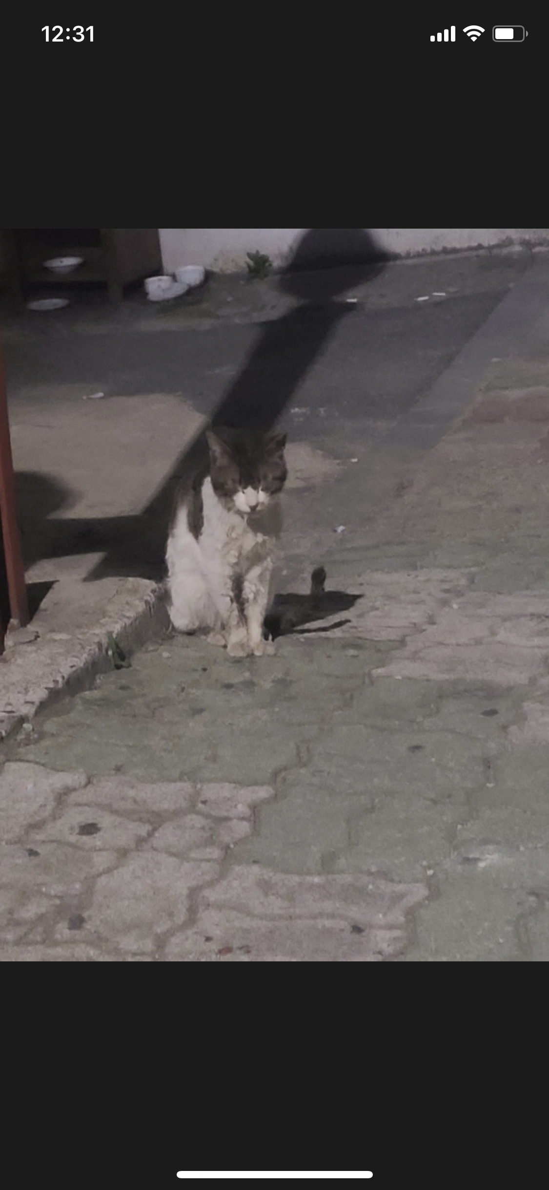 고양이 구조해주세요 ㅠ 