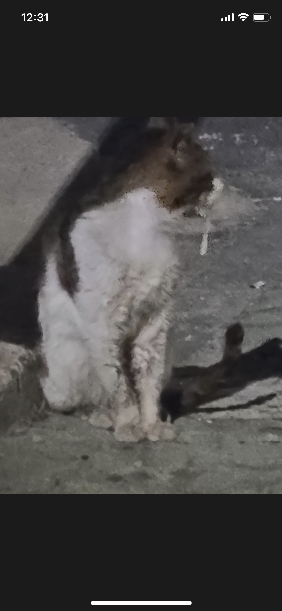 고양이 구조해주세요 ㅠ 