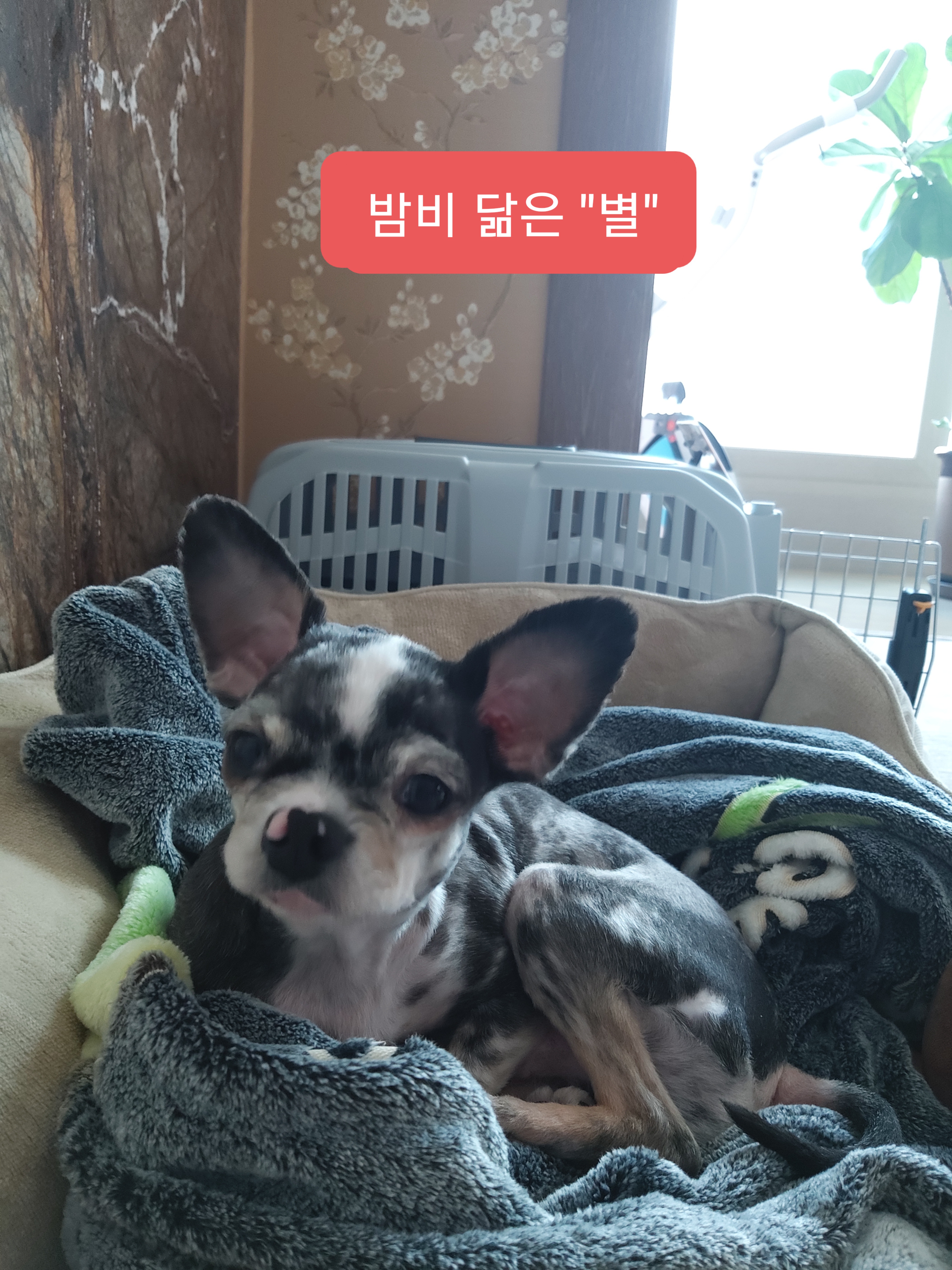 별(깜치)이 소식 전해드려요