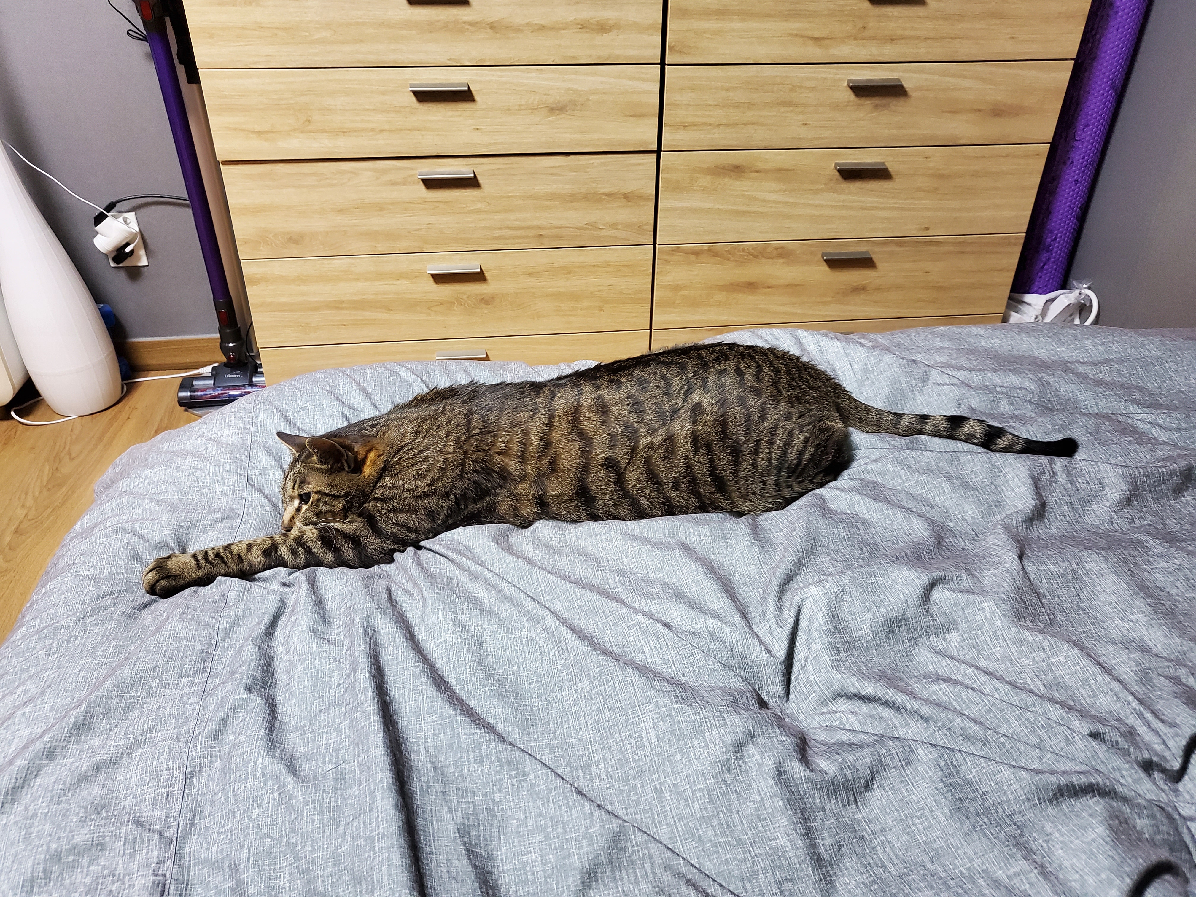 고양이 꽁치(꿍이) 입양 후 한 달(사실은 두 달)