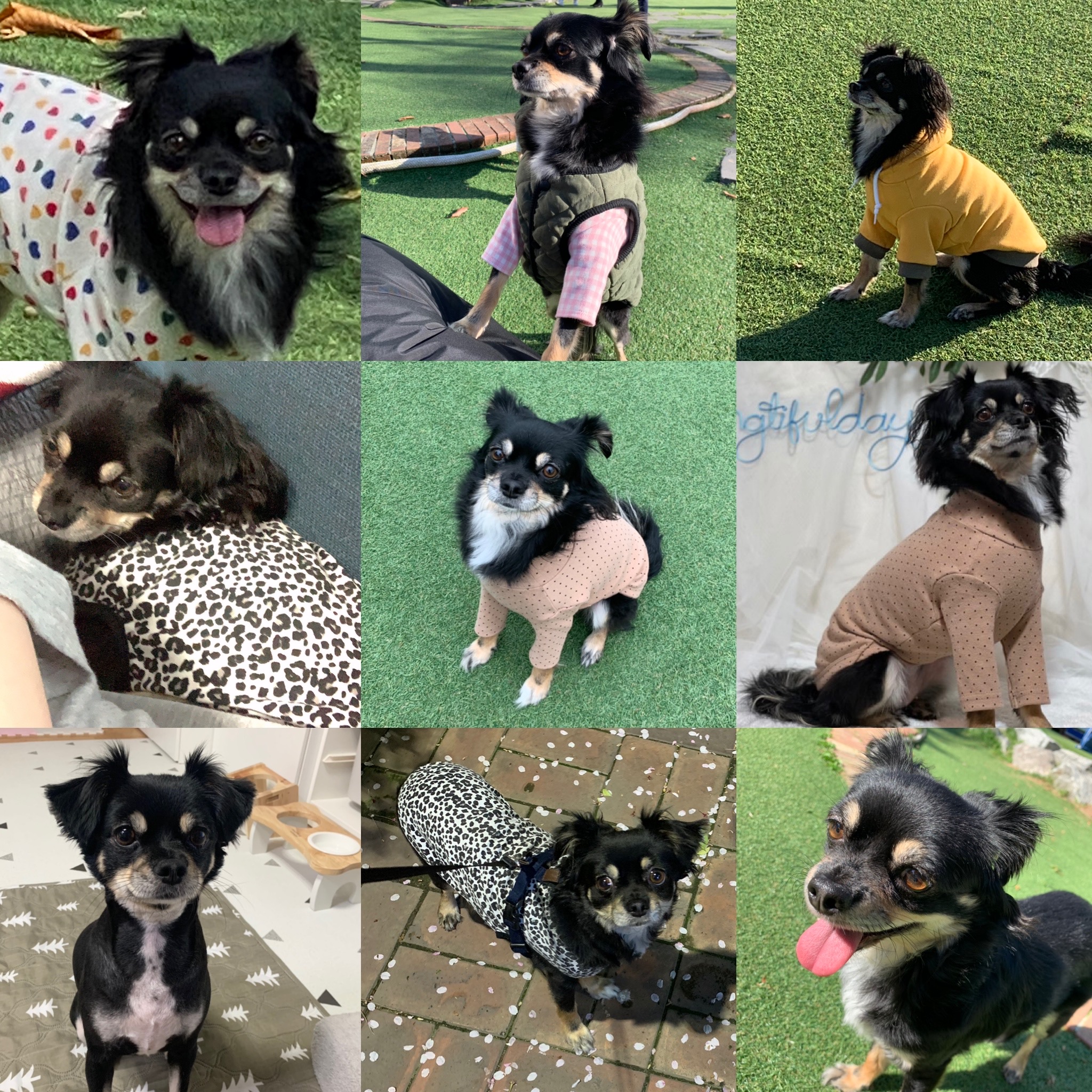 깜뭉이(평택번식장)가 가족이 된지 1년❤️