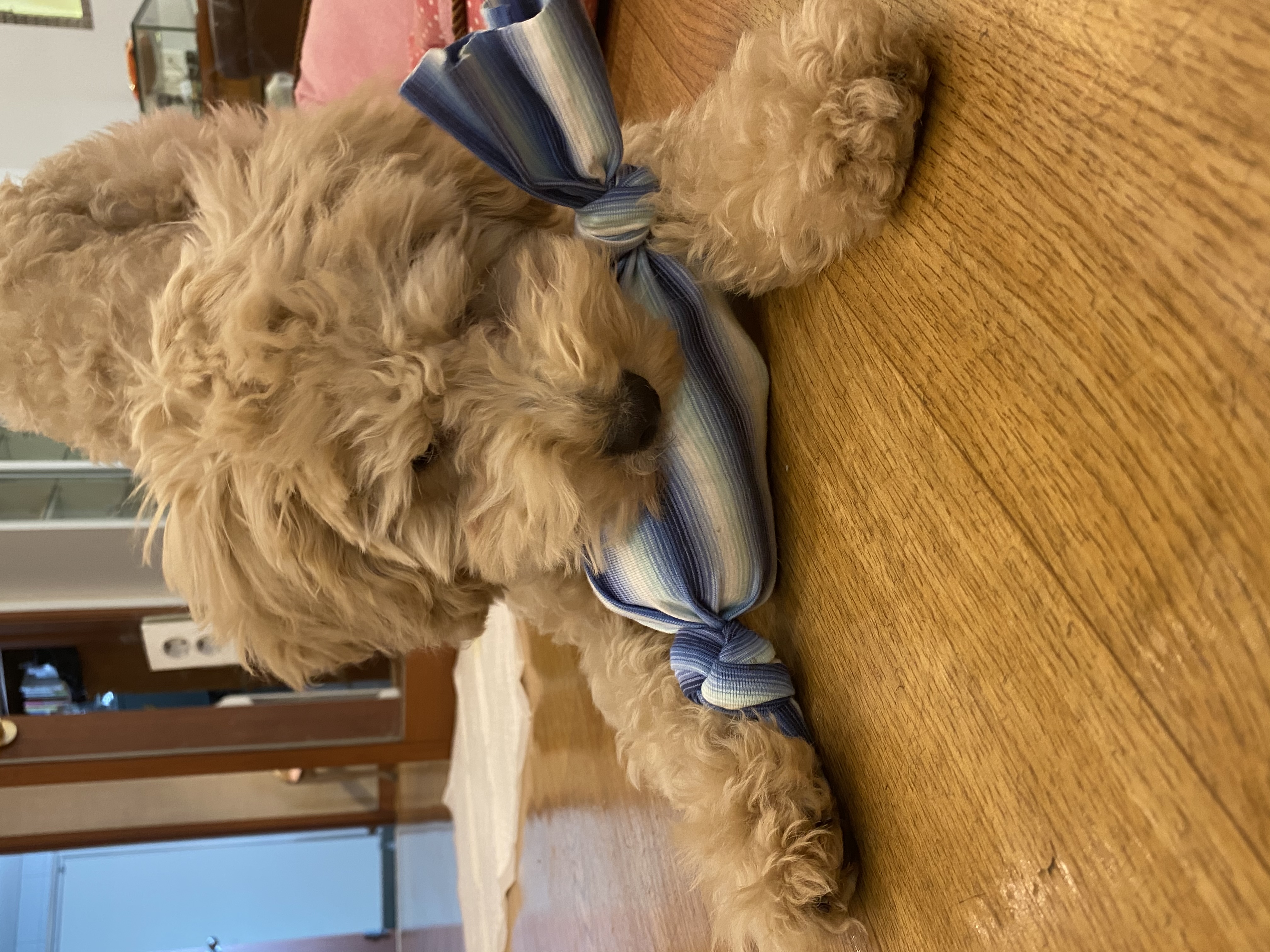 곤지암 푸삼(도담이) 3달 후기