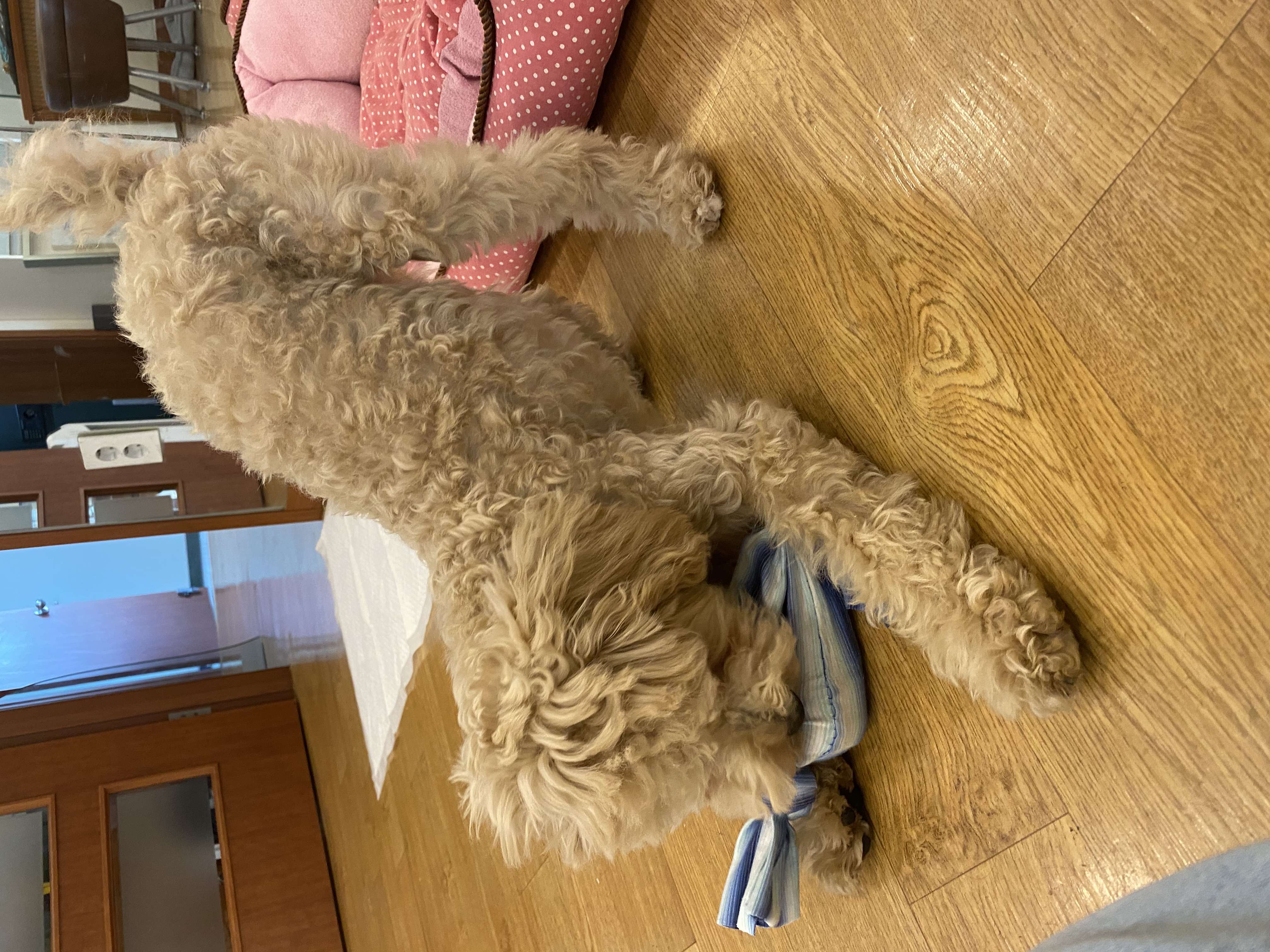 곤지암 푸삼(도담이) 3달 후기