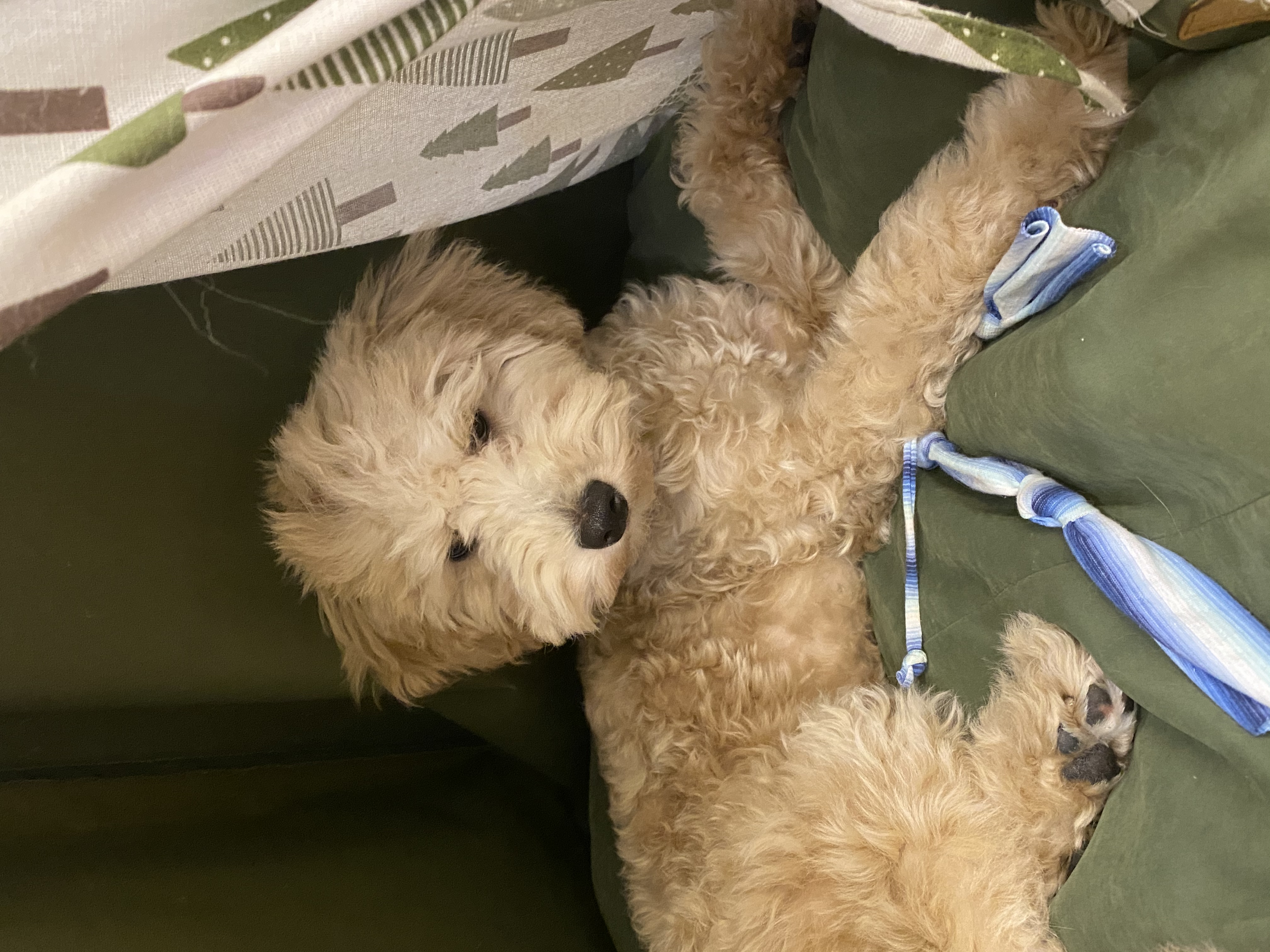 곤지암 푸삼(도담이) 3달 후기