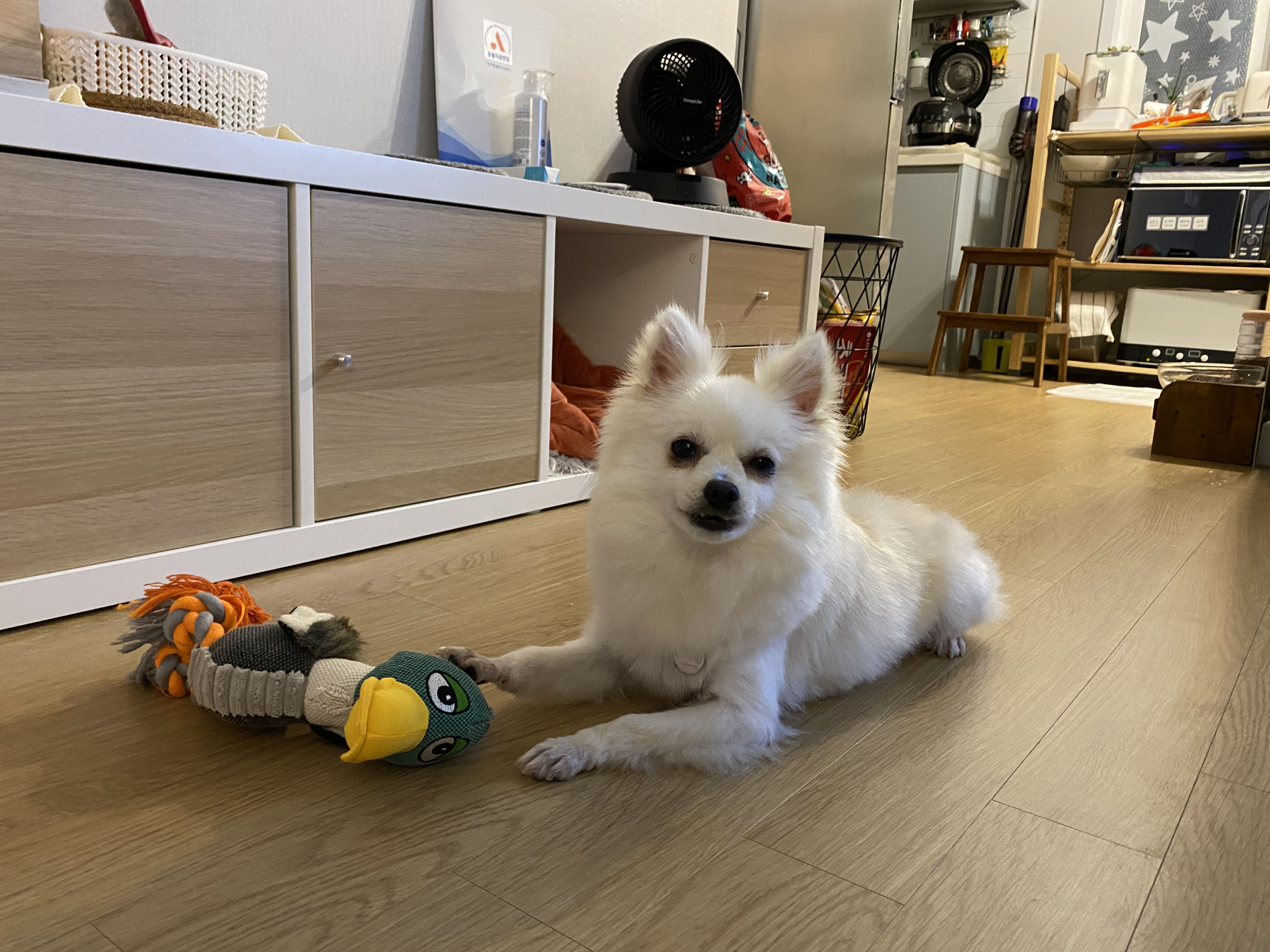 김가루♥(곤지암오잉이) 일주일 입양일기
