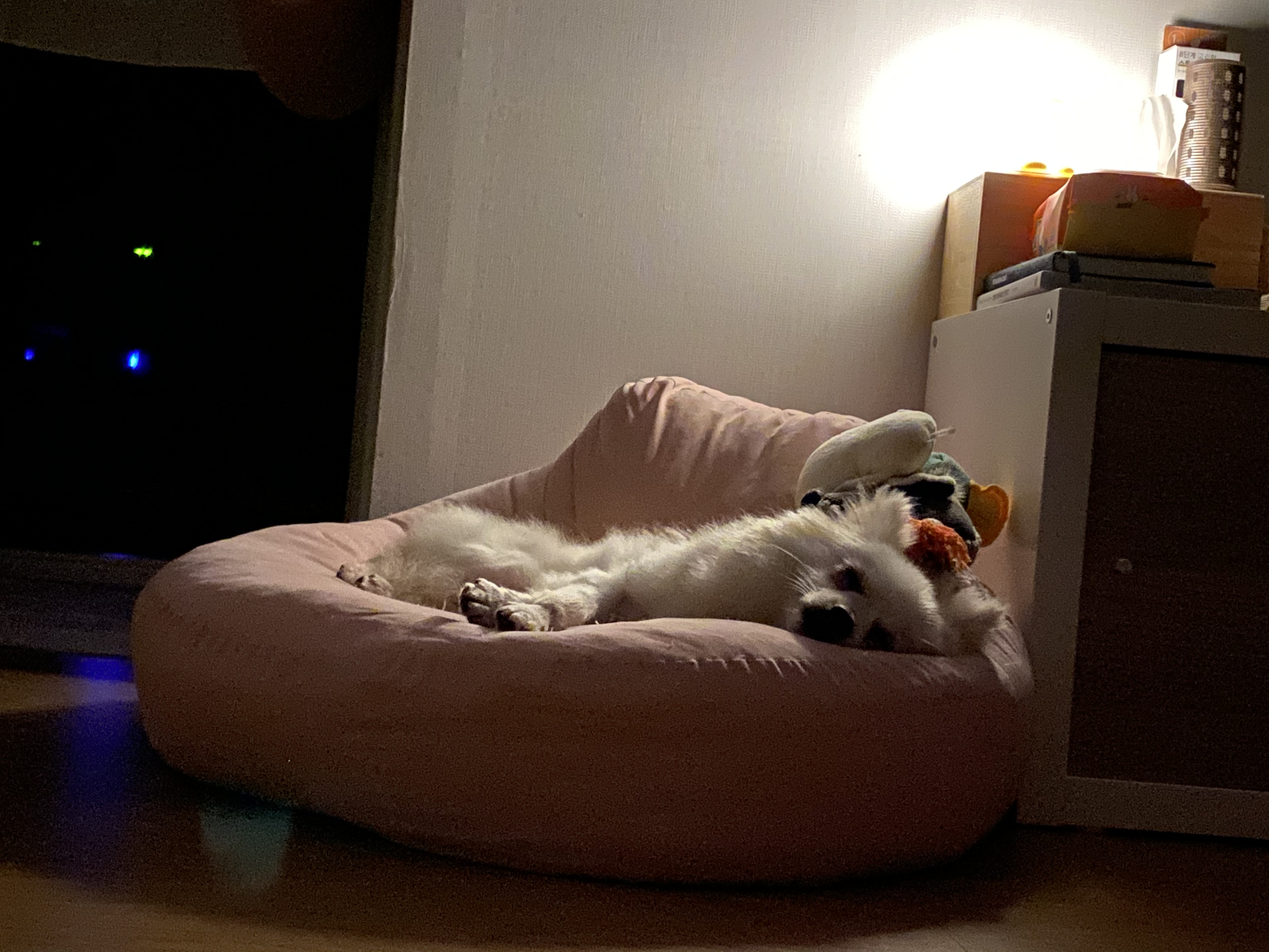 김가루♥(곤지암오잉이) 일주일 입양일기