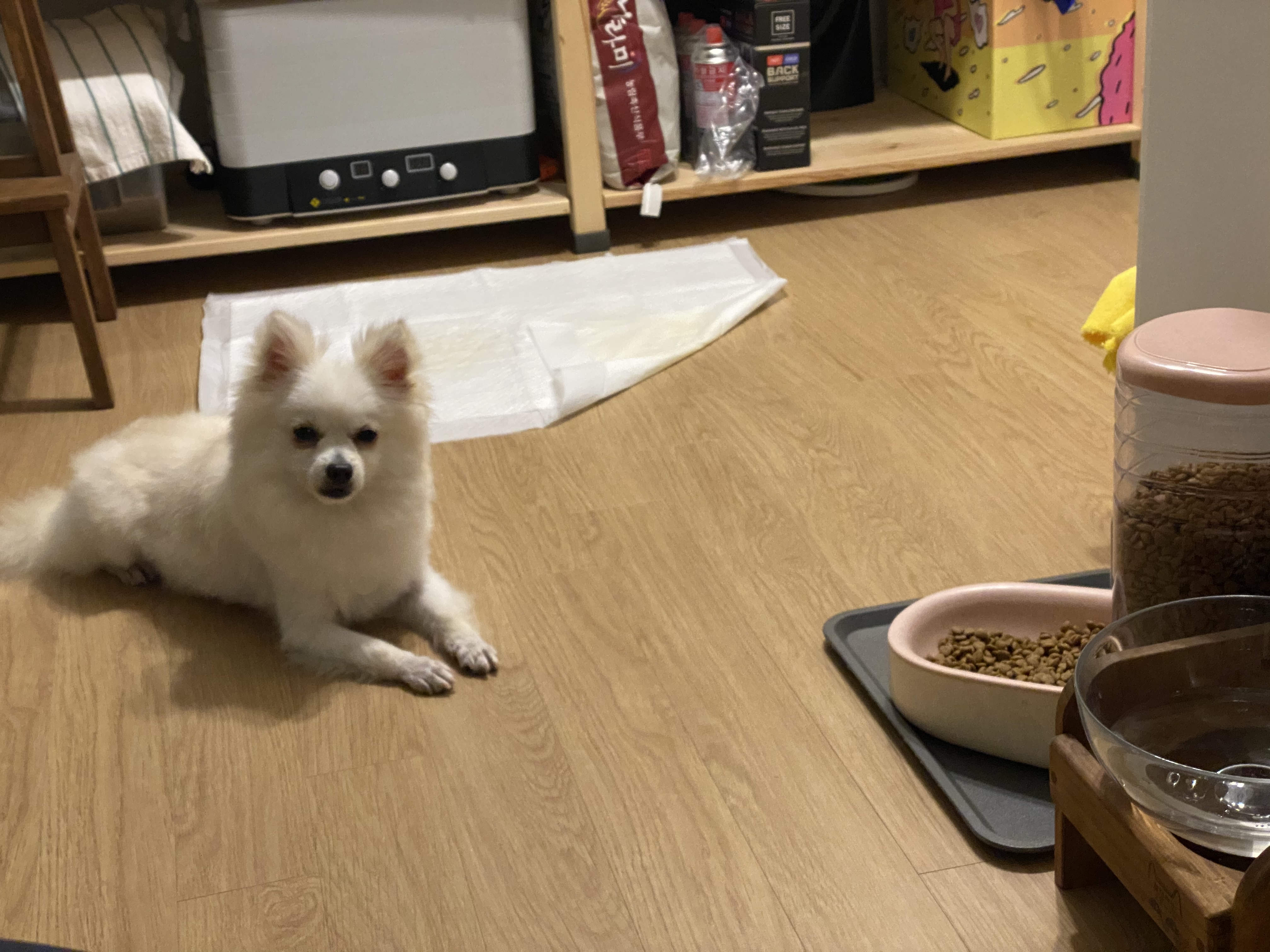 김가루♥(곤지암오잉이) 일주일 입양일기