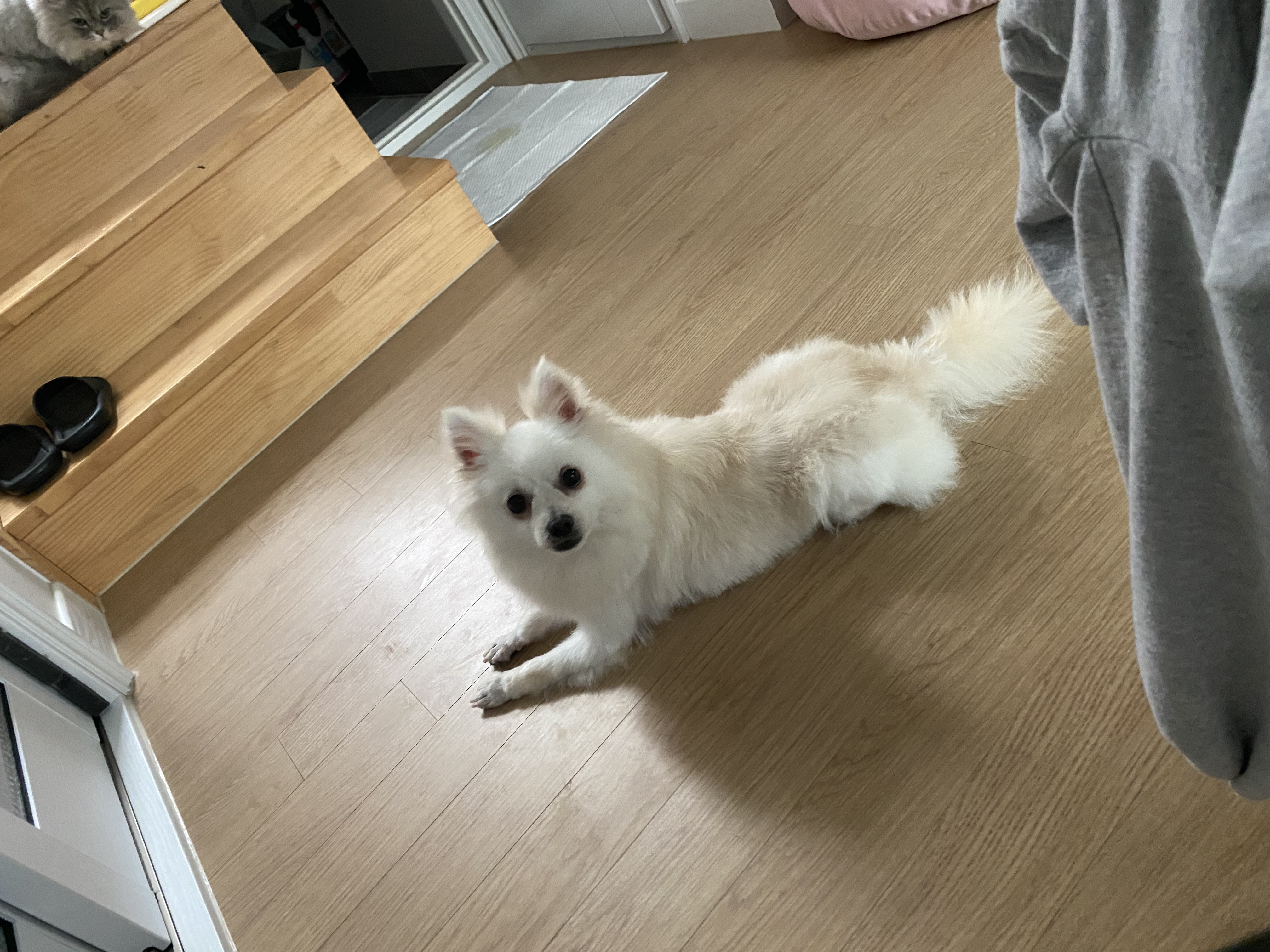 김가루♥(곤지암오잉이) 일주일 입양일기