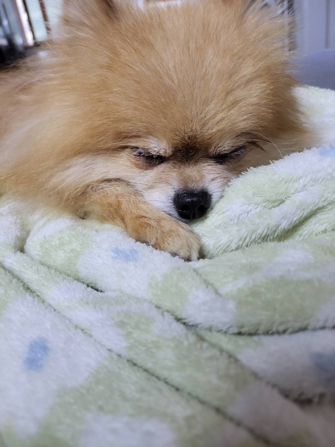 아호 (덕춘이)