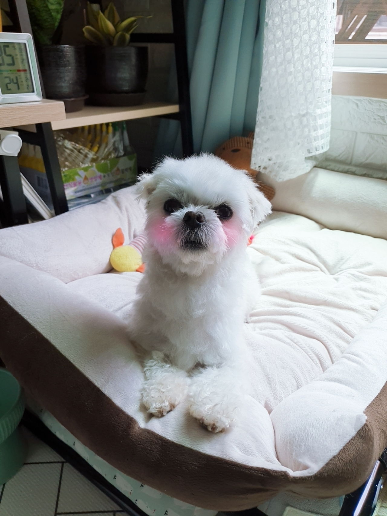 곤지암 길동이♡ 입양 한달!