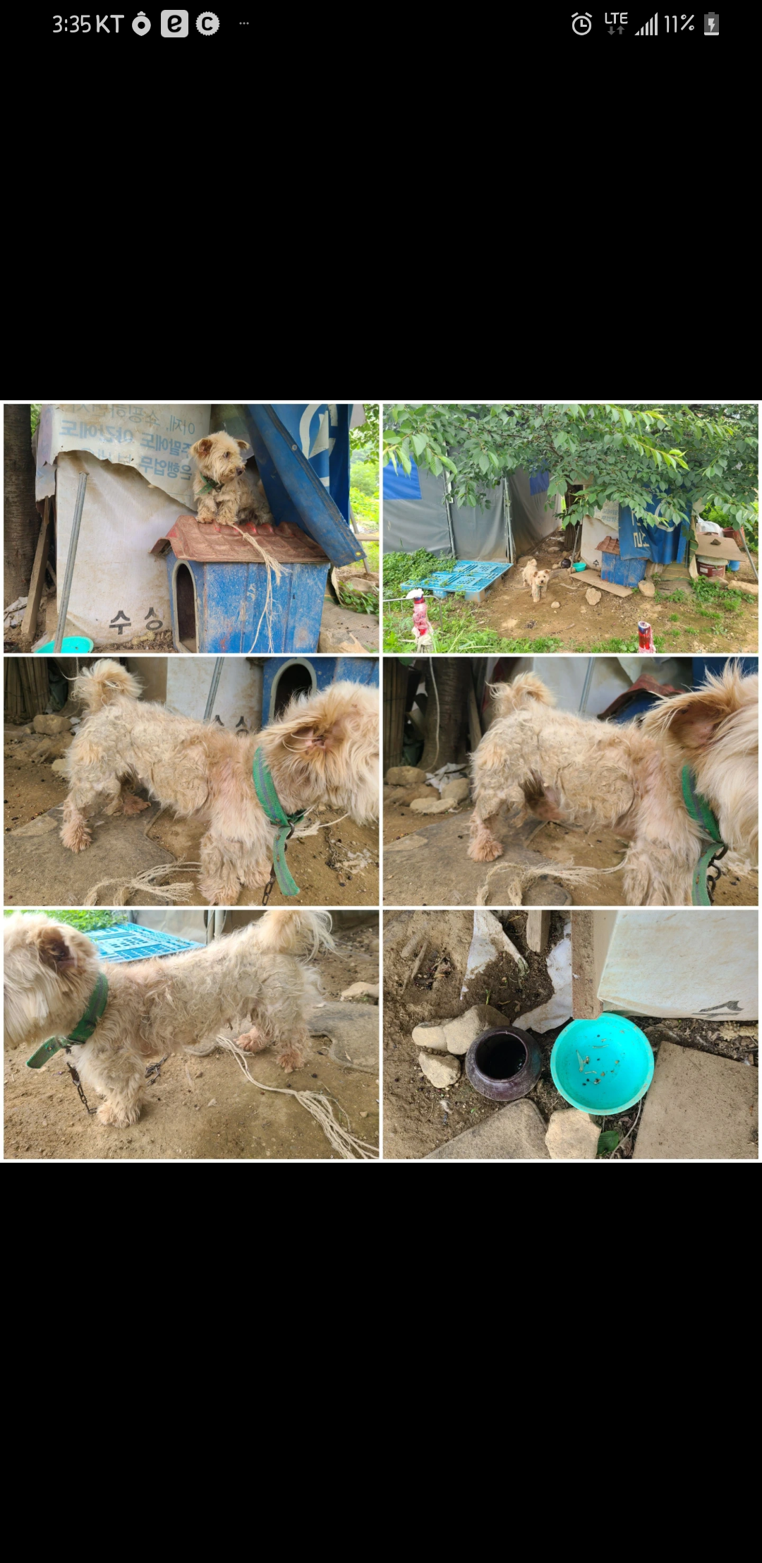 진득이에 잔뜩 물린채 상처가 잇는 강아지