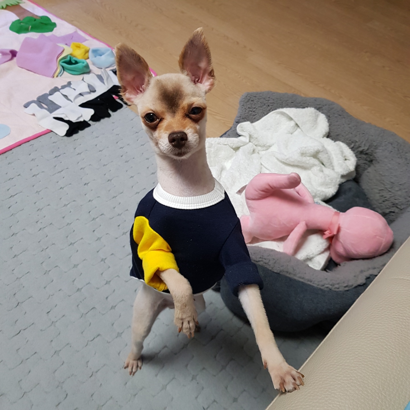 제티 !!