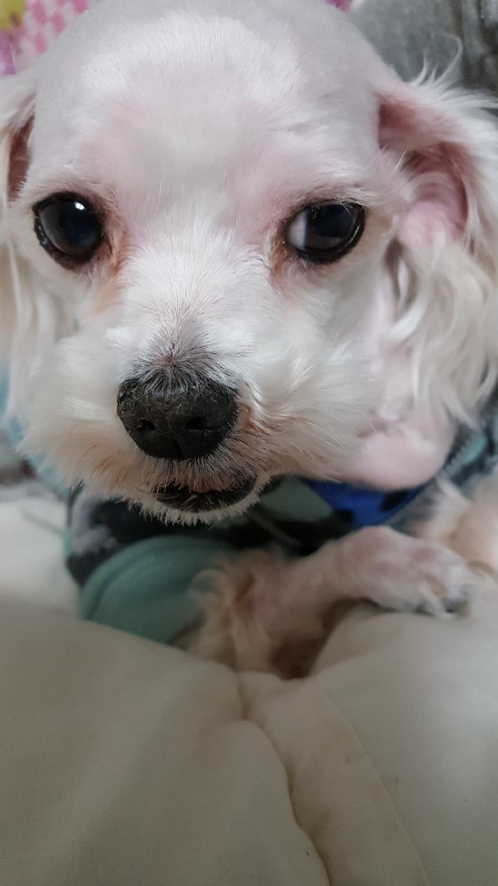 ♡연두와꽃비(이천이  사천이) 근황♡