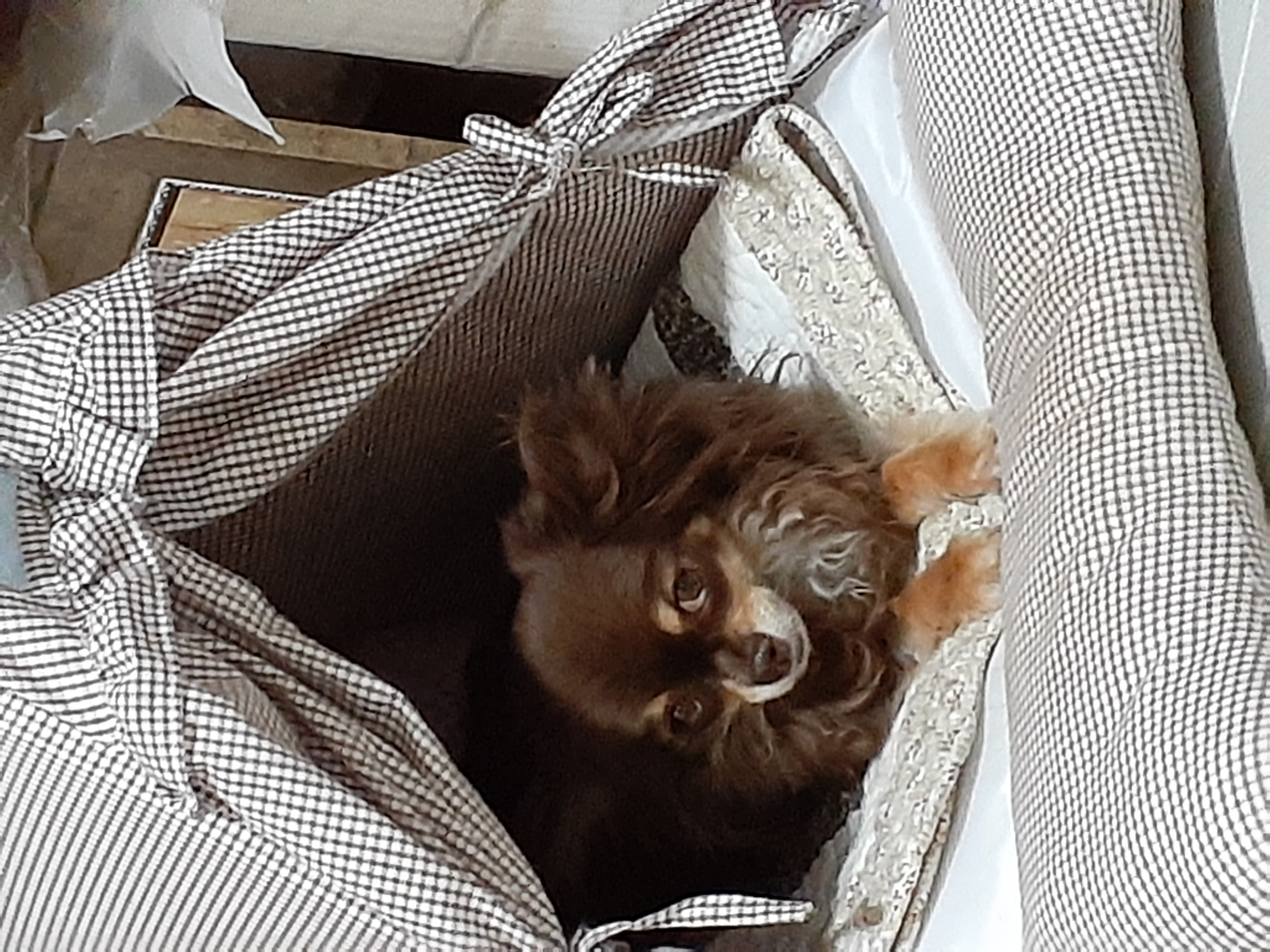 방울이