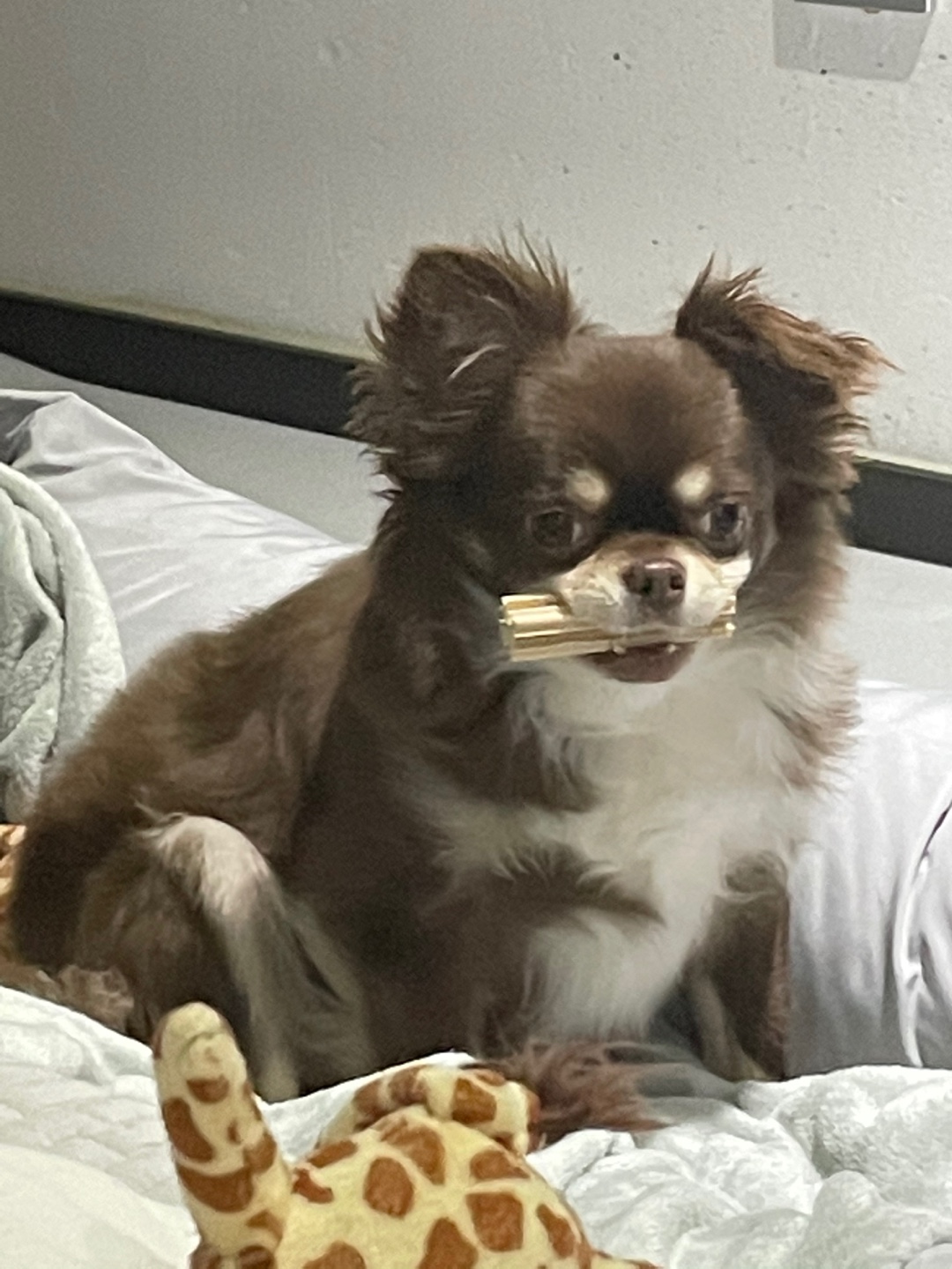빈이(와플이) 2년후기