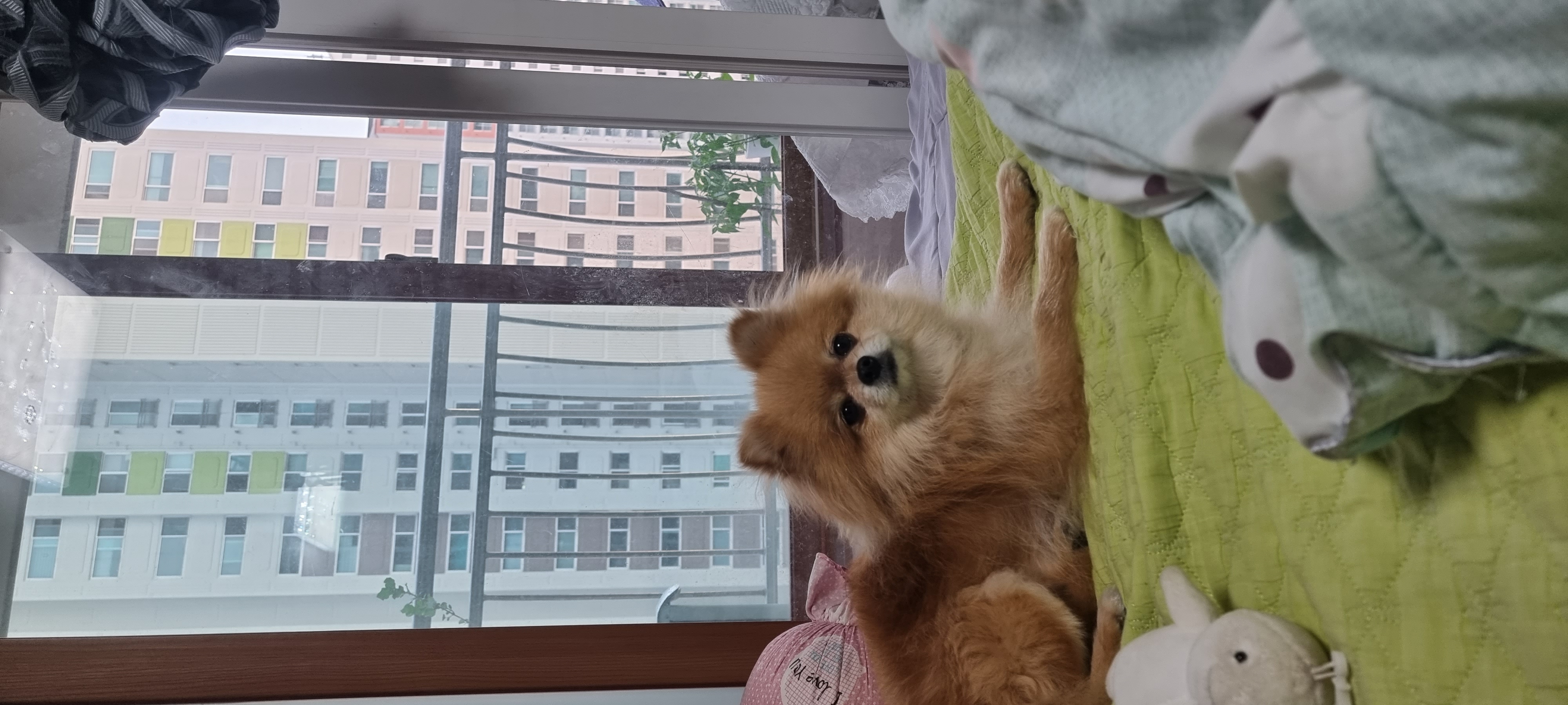 아호 (덕춘이)