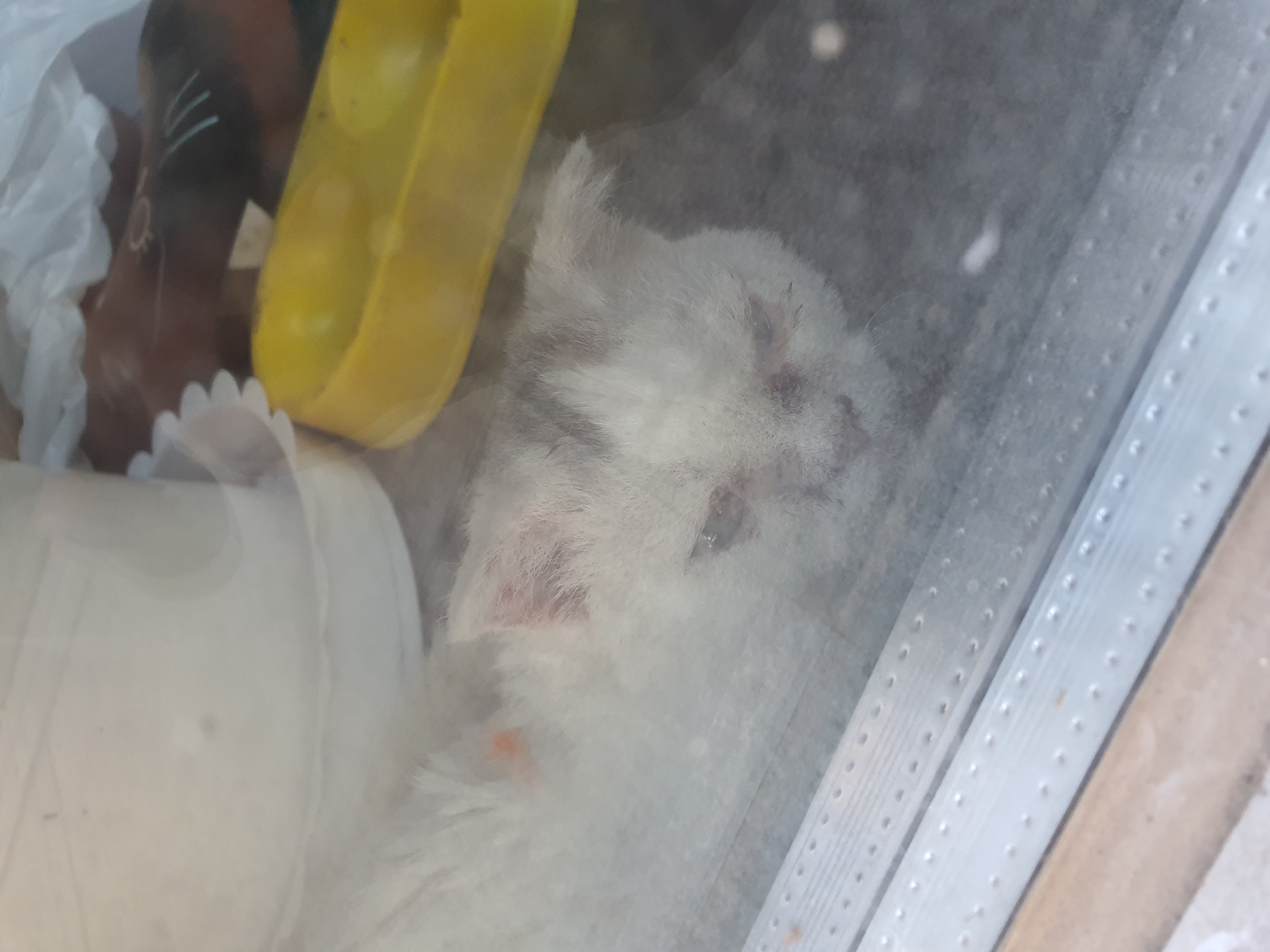 폐업한 펫샵에 방치되고있는 고양이 3마리