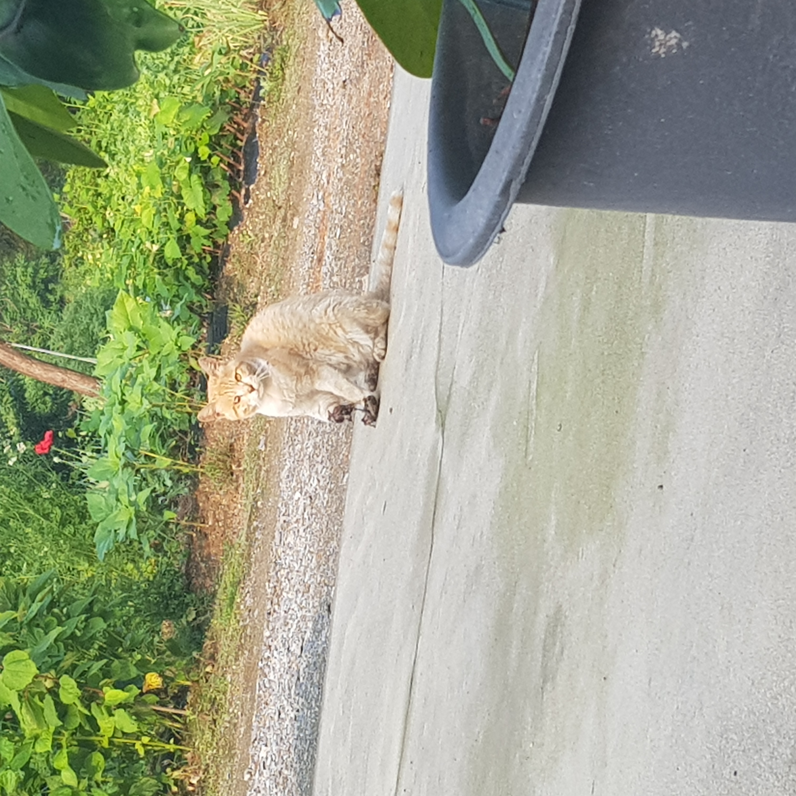 발이 잘린 고양이 구조요청