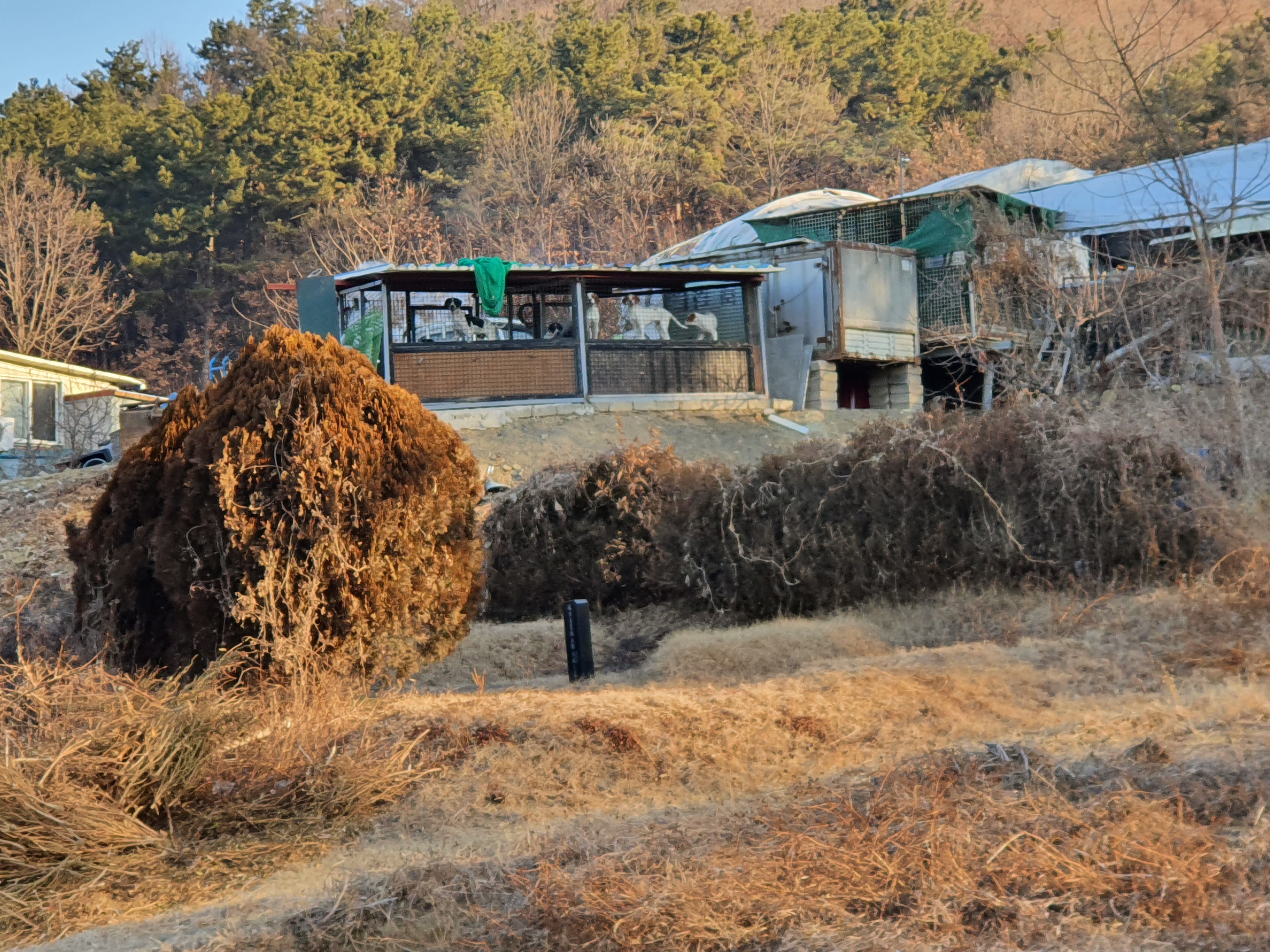 산속 뜬장에 갖힌 여러마리의 강아지들을 구해주세요