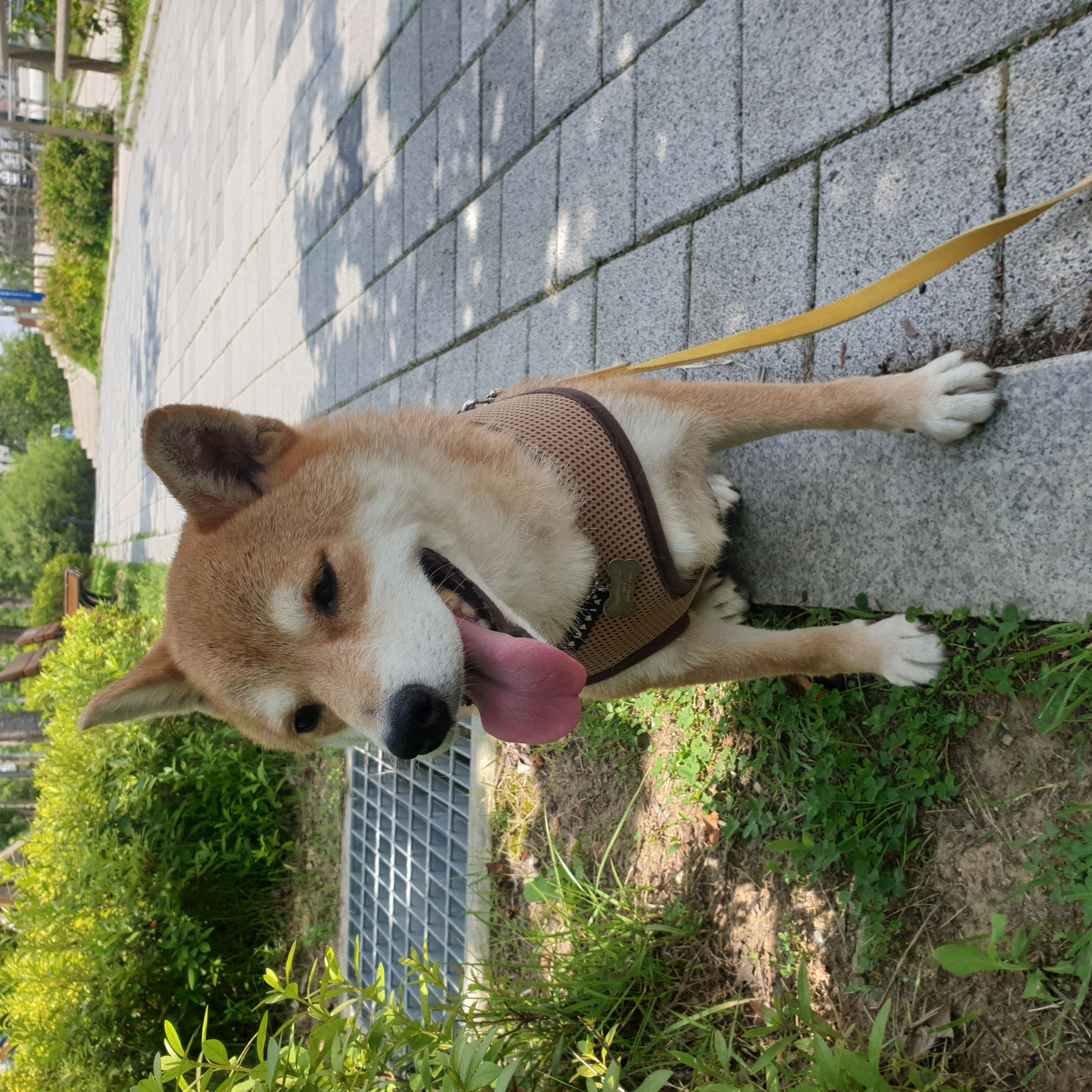 보리가 벌써 한달이 되었네요.