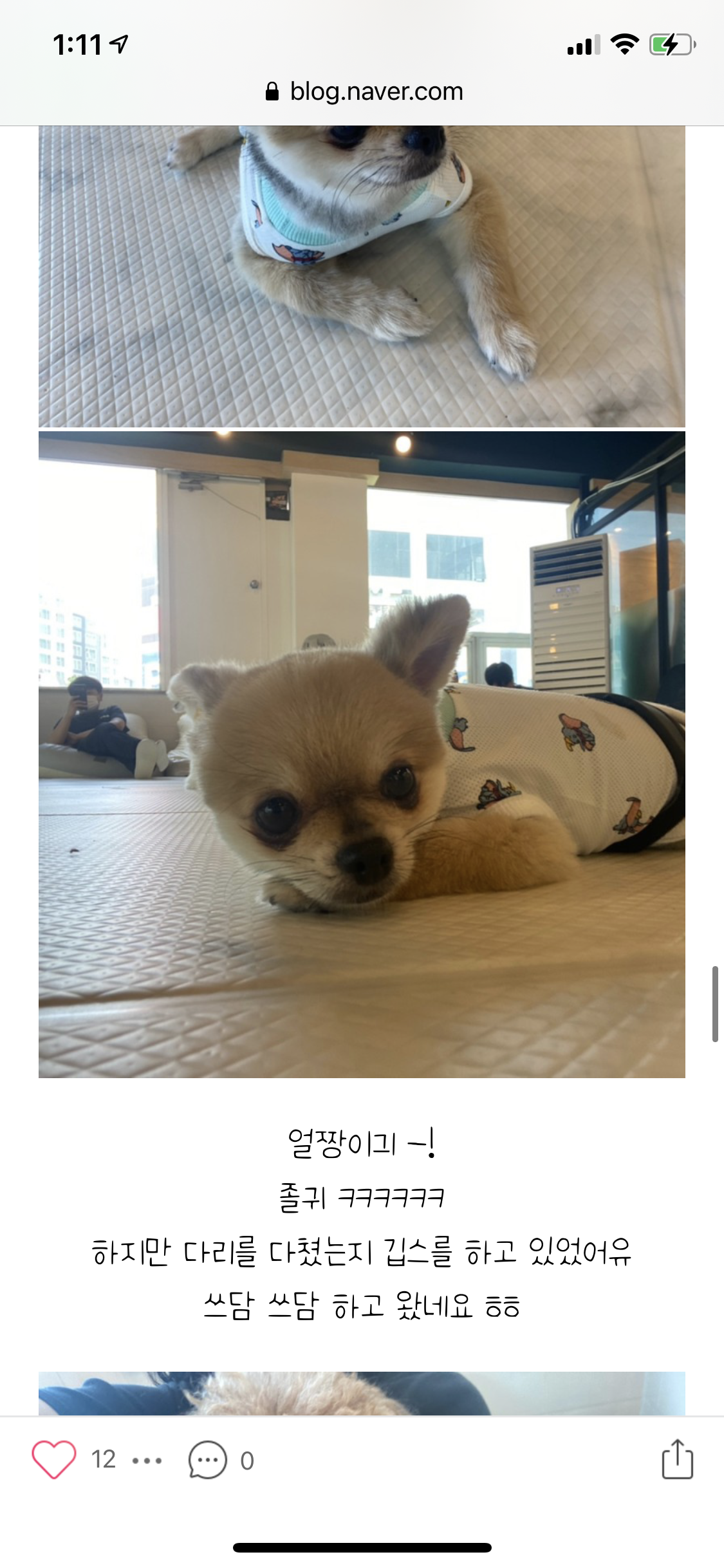애견카페에 다친 개 방치 학대로 볼 수 있을까요?