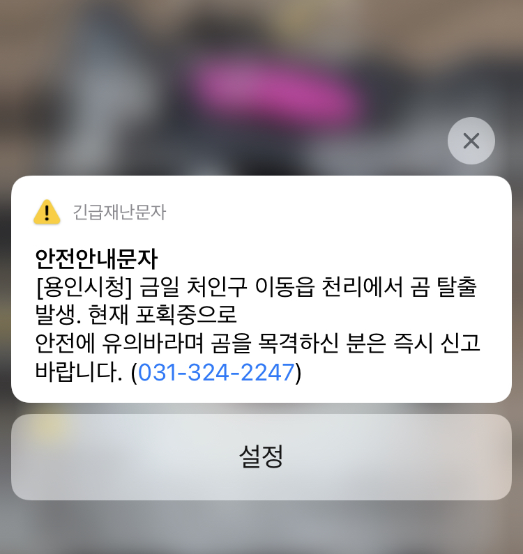 곰 탈출