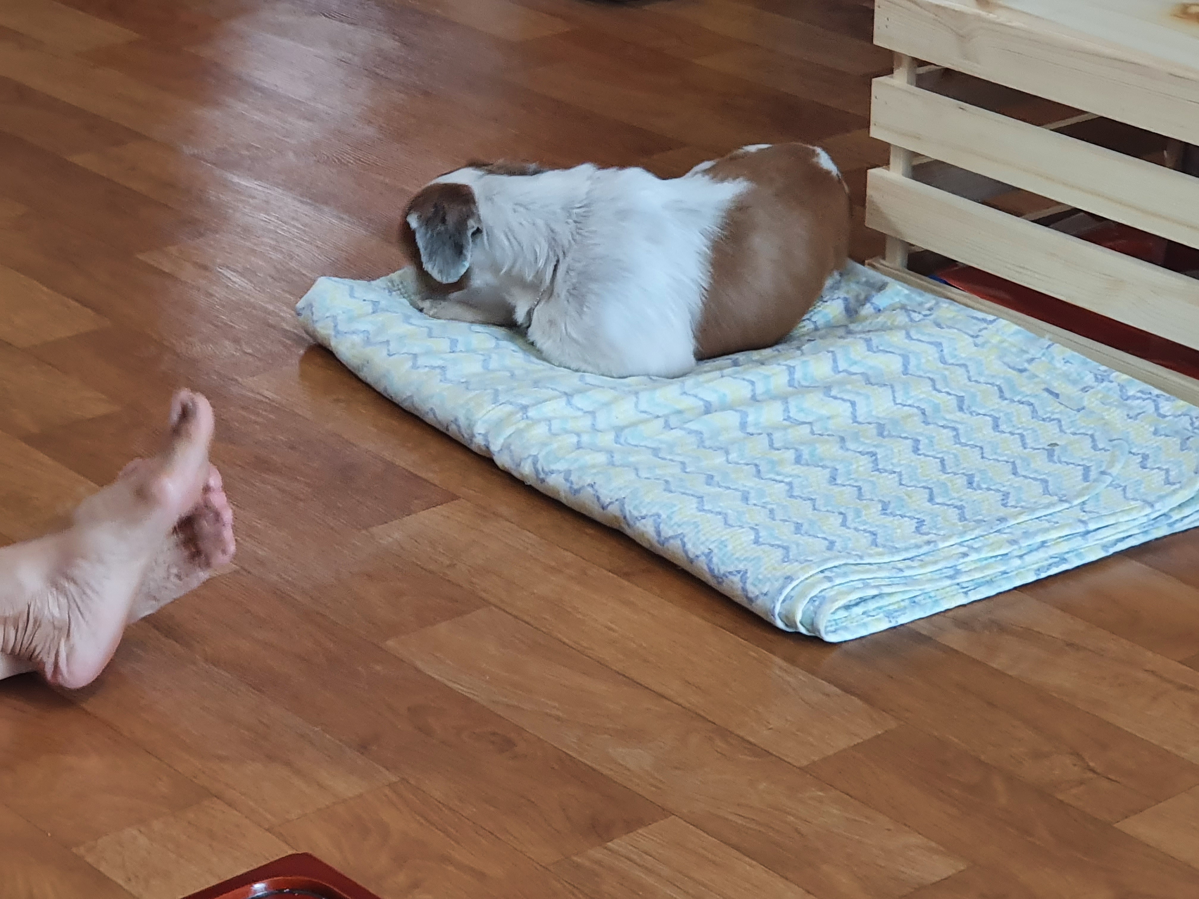 입양 첫날