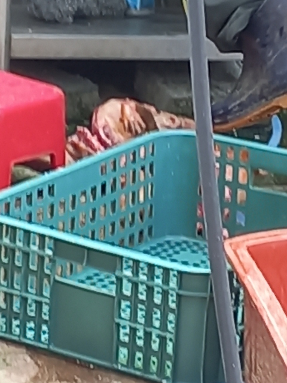 야생동물보호협회 2