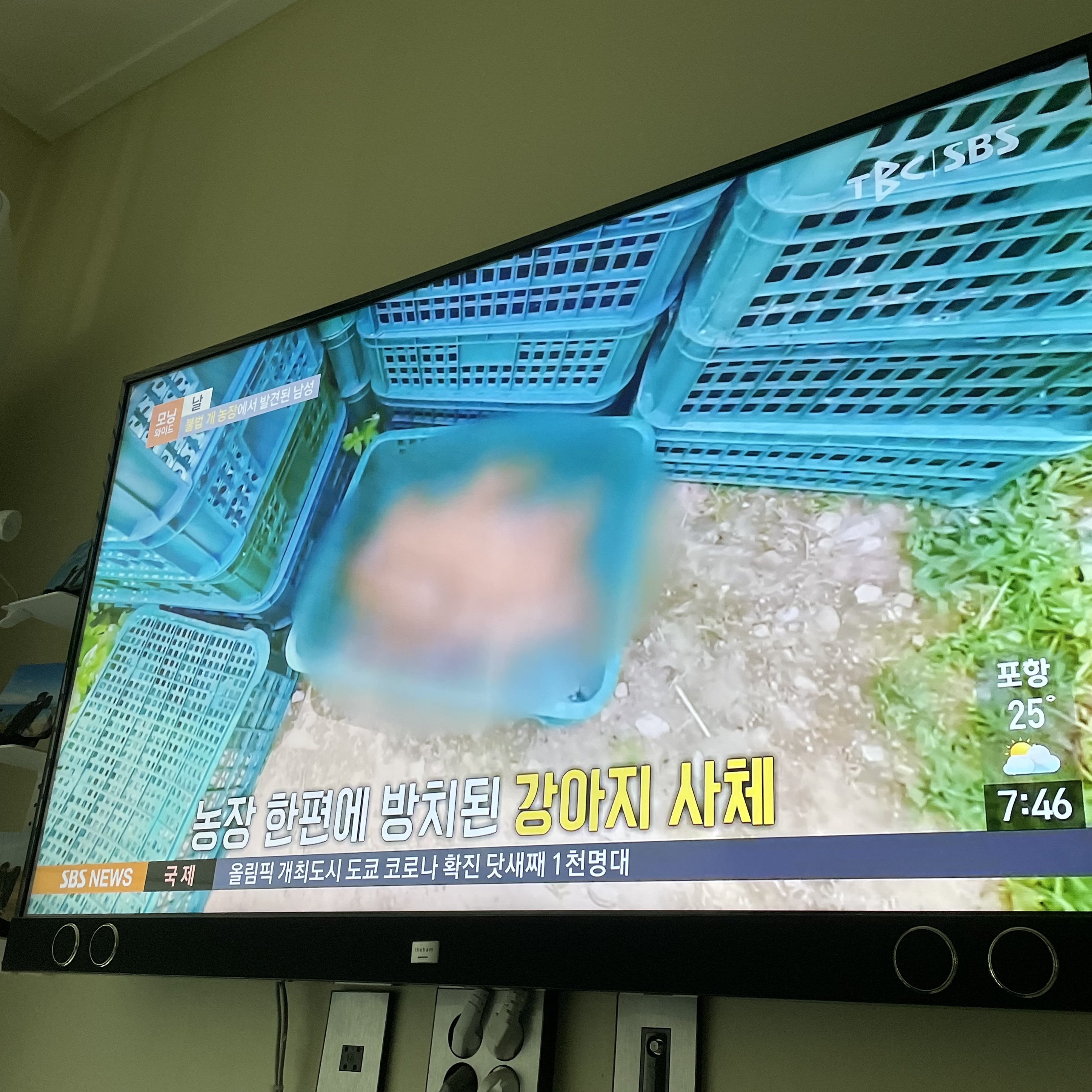 500여 마리의 도실/방치/개농장