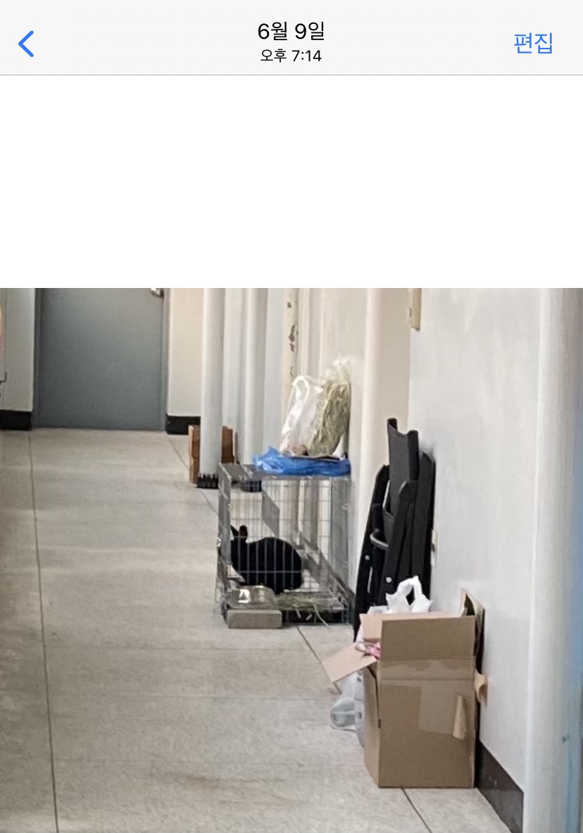 이 무더운 여름 토끼를 복도에 방치