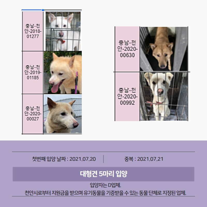 복날 천안시 유기견보호소 대형견 15마리 실종