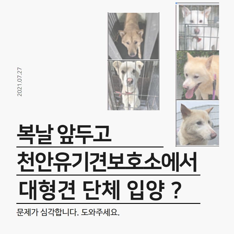 복날 천안시 유기견보호소 대형견 15마리 실종