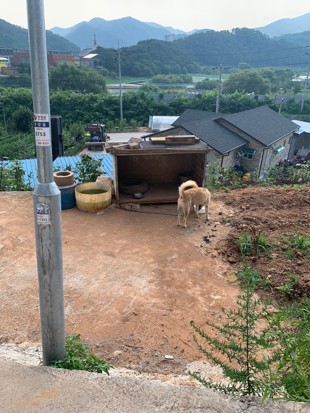 이 날씨에 물도 밥도 안 주고 쇠사슬에 묶여 사는 개...