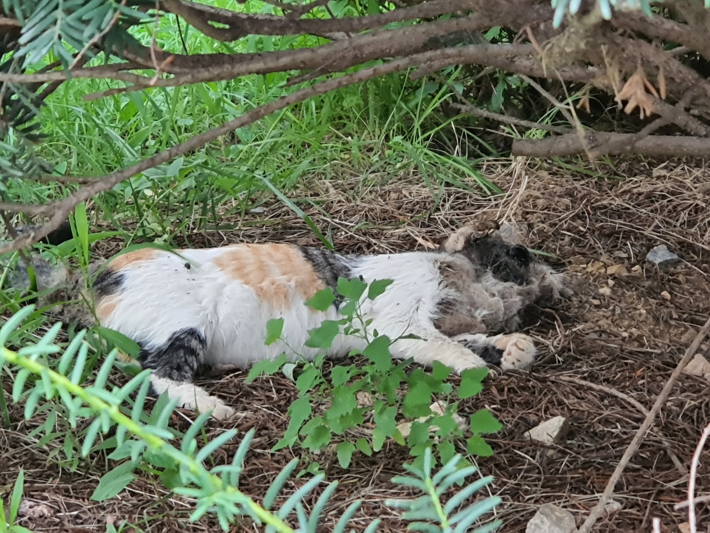 고양이 혐오 입주민의 지속적인 불법포획틀 설치, 그리고 머리가 짓눌린채 발견 된 고양이의 죽음