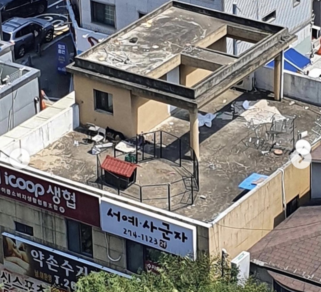 뜨거운 옥상위에 방치된 강아지!!