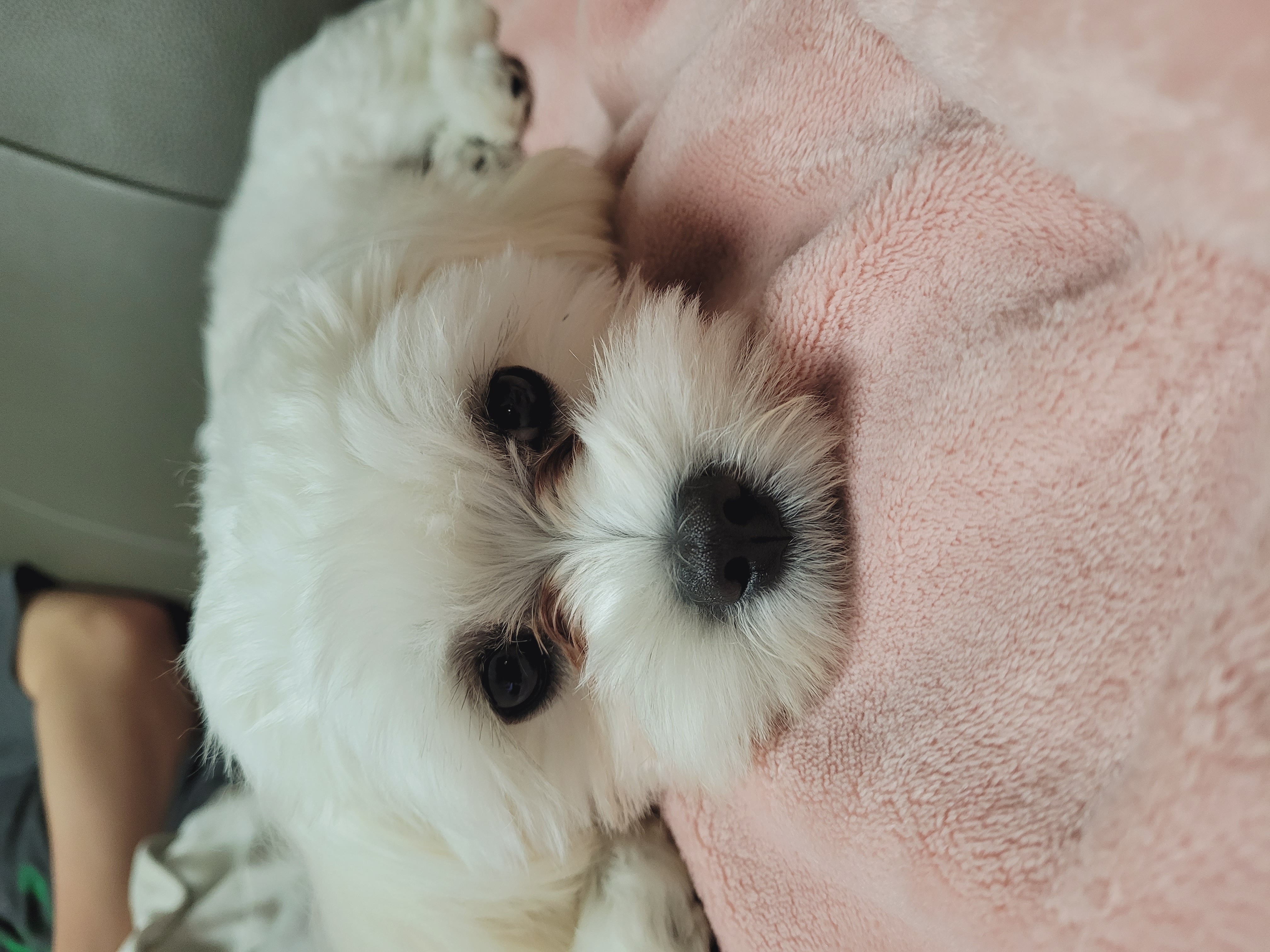 호두의 입양스토리