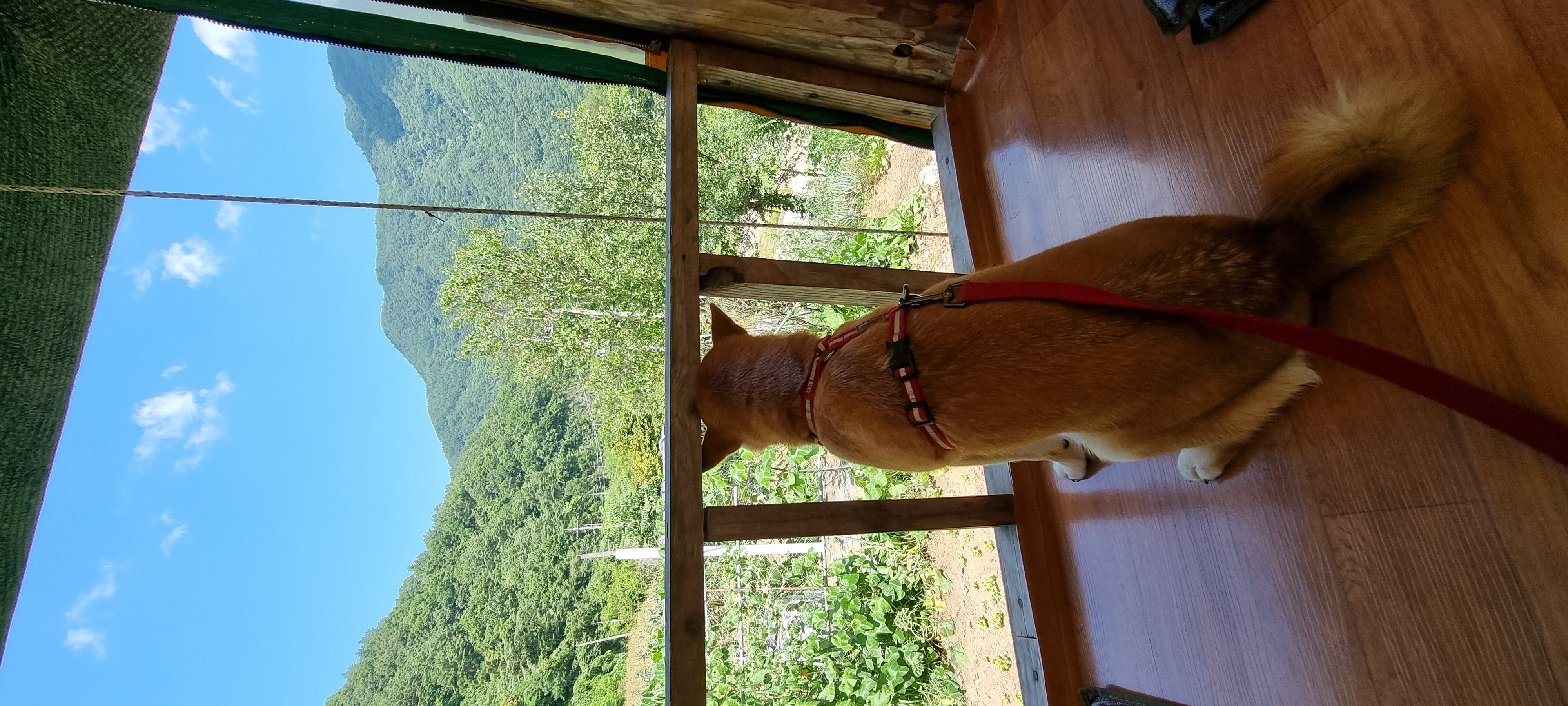 네시였던 별이 입니다^^♡