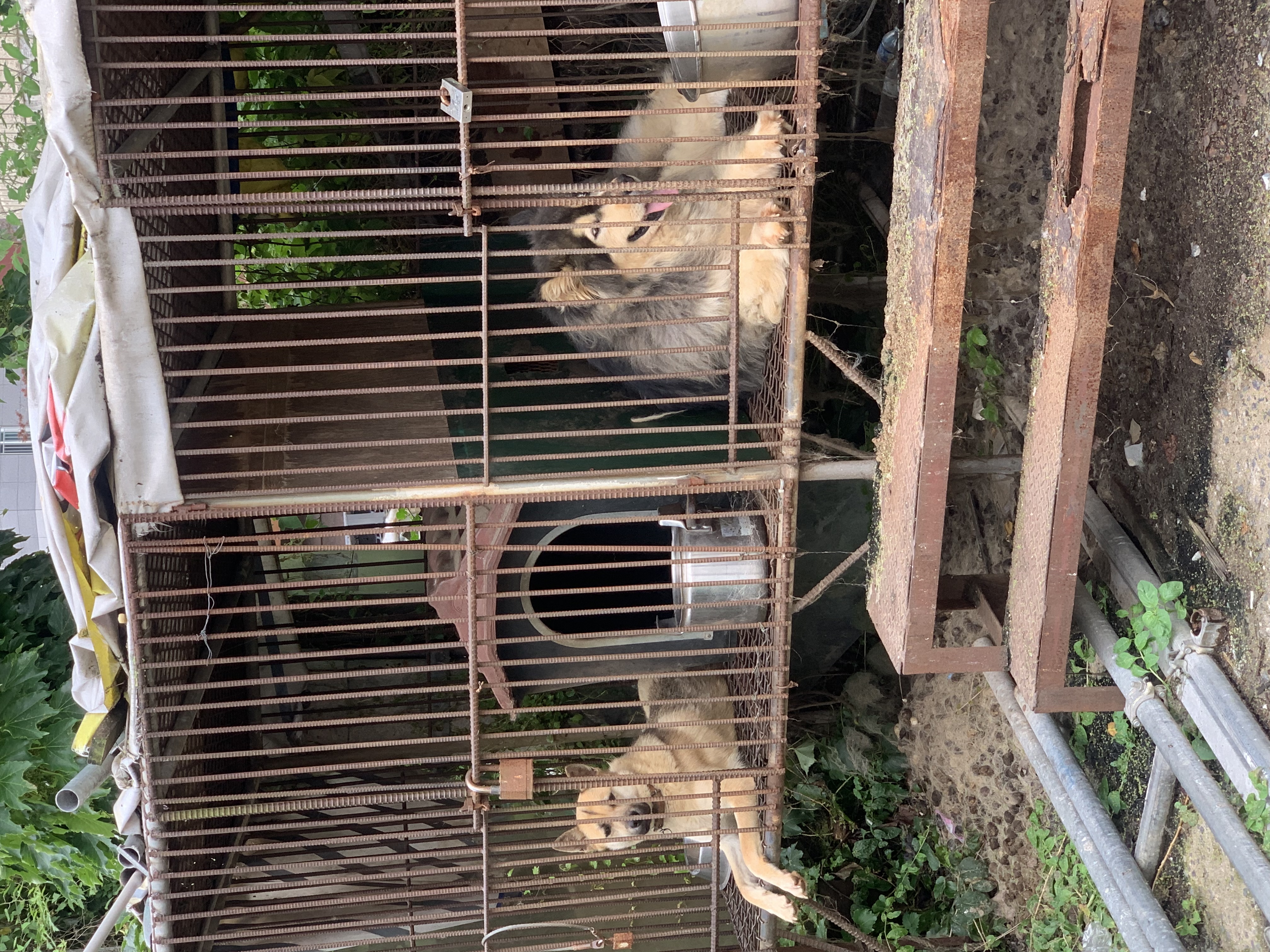 뜬장에 살고있는 황구와 시베리아허스키를 도와주세요