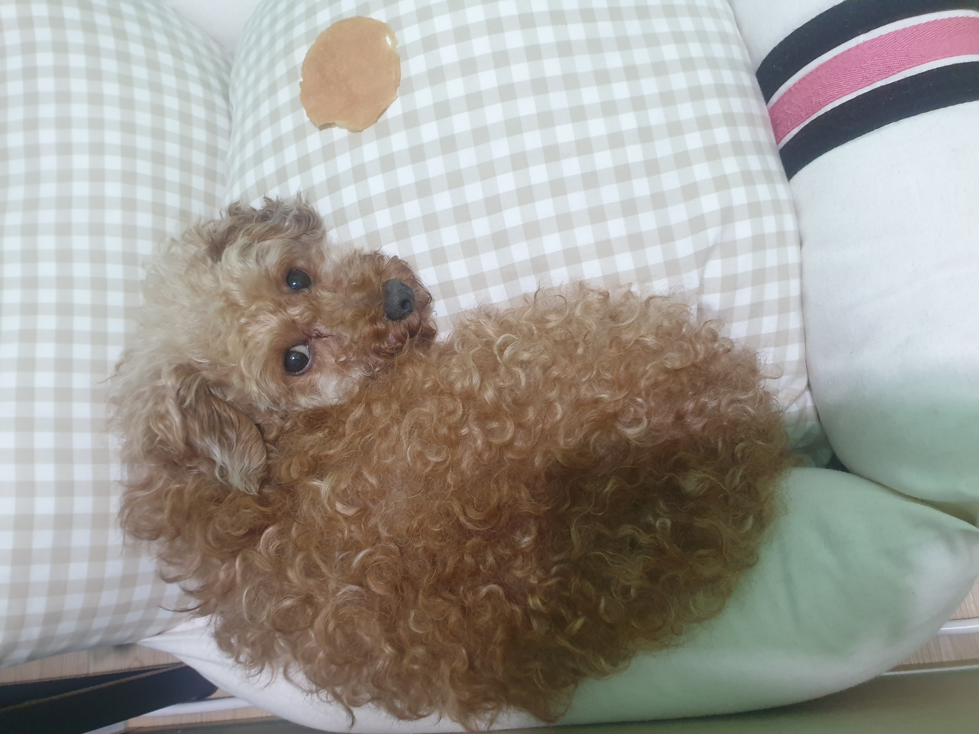봄이 입양 세달차 입양 후기