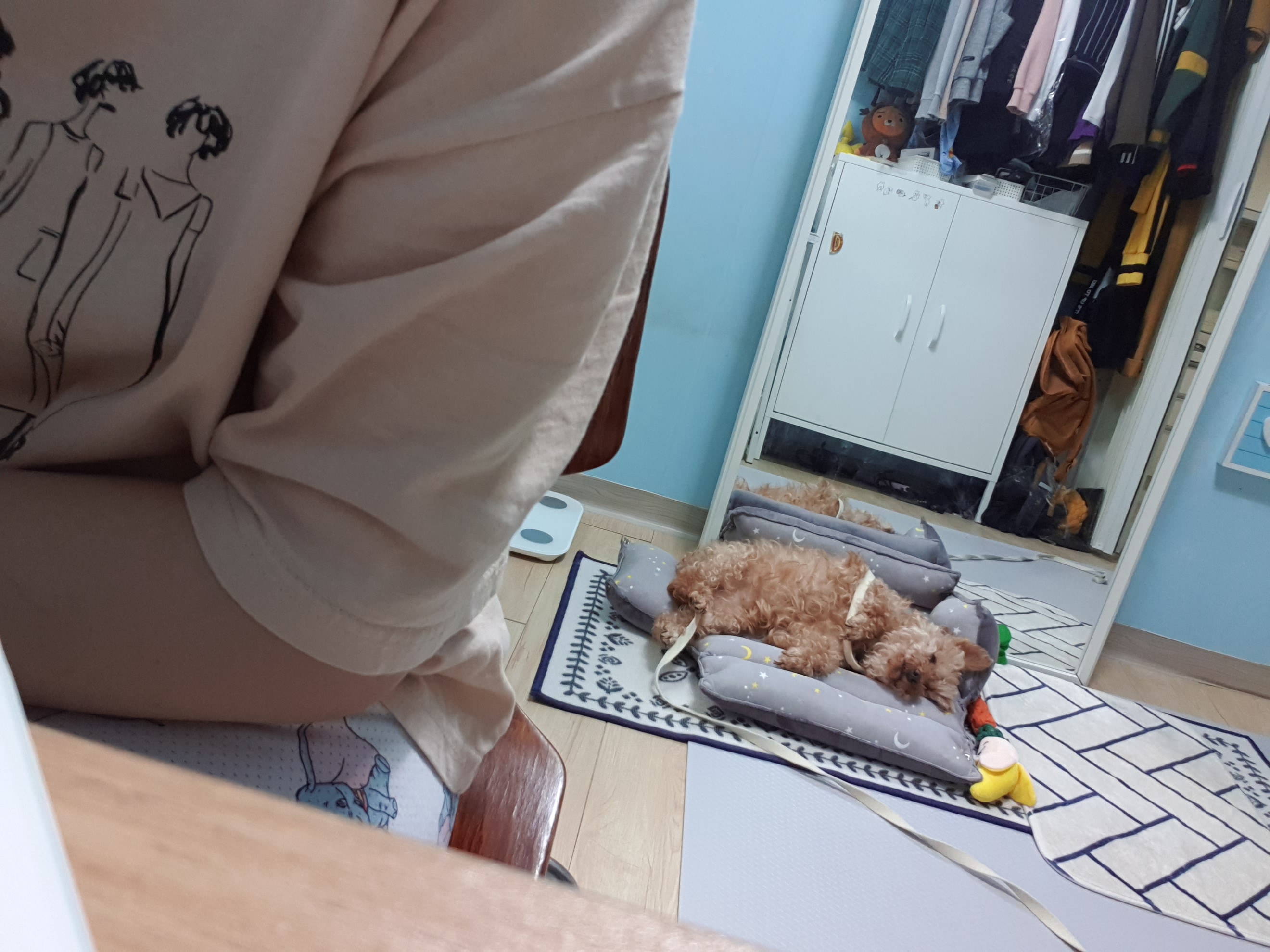 봄이 입양 세달차 입양 후기