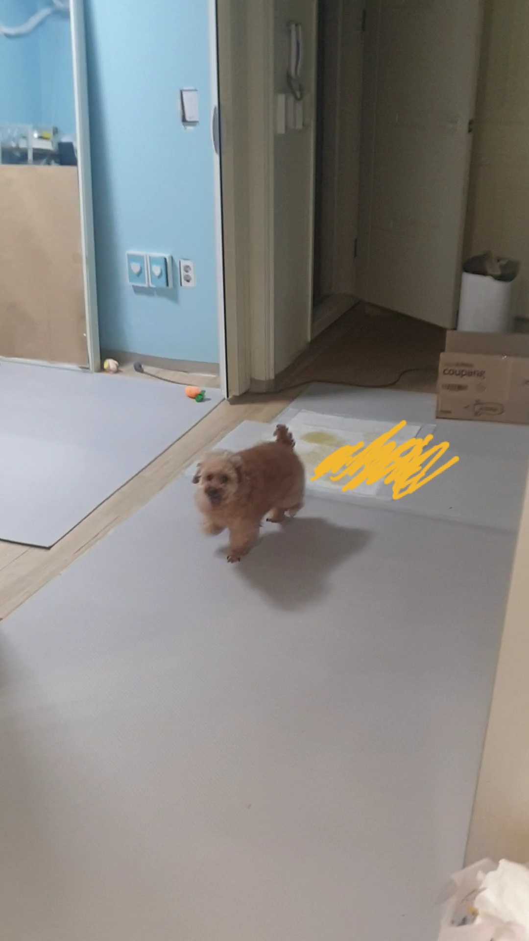 봄이 입양 세달차 입양 후기