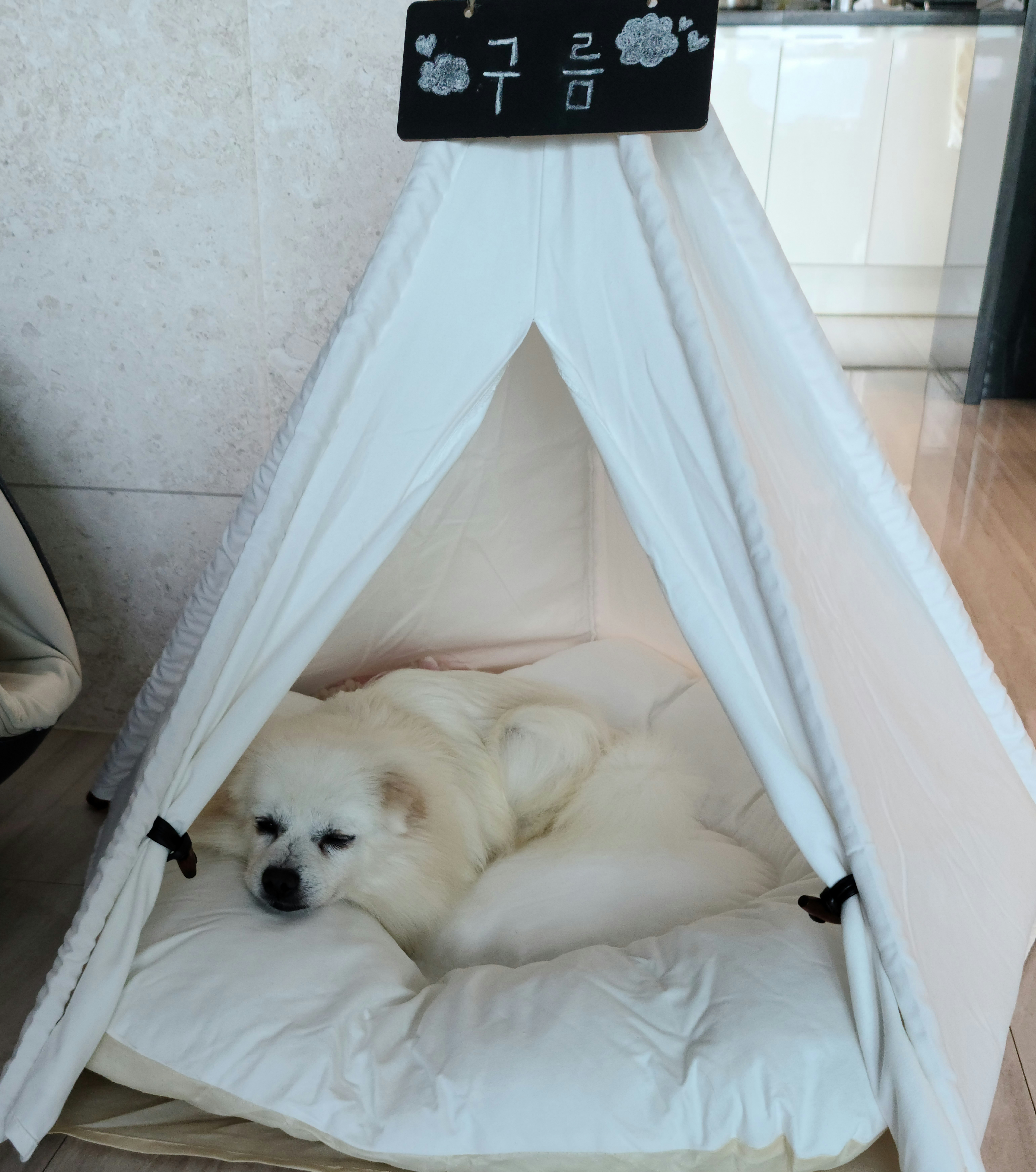 빈츠 입양후 7일째