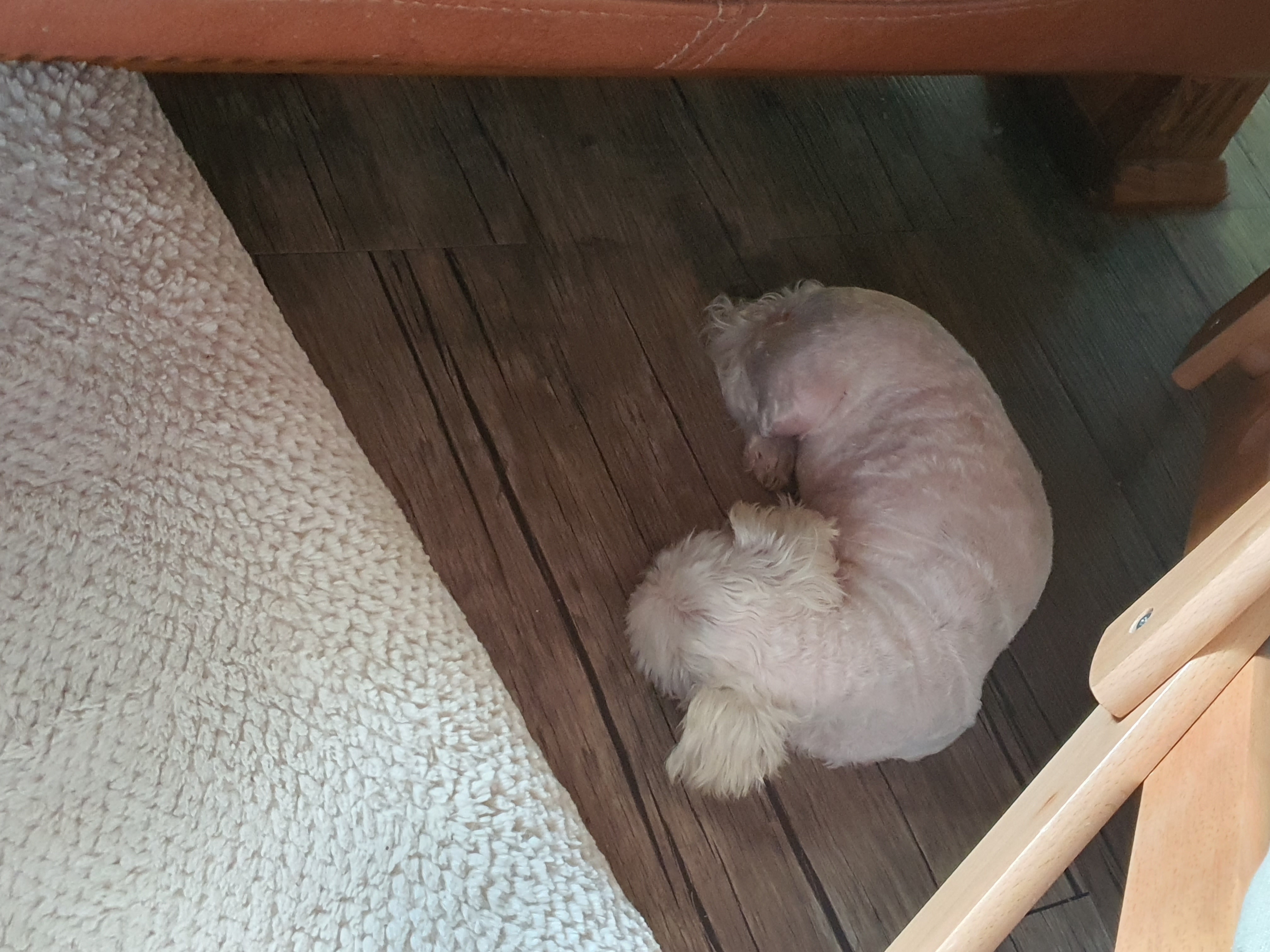 꽃님이 모모 3개월 늦은후기(곤지암10번과 칸쵸) 