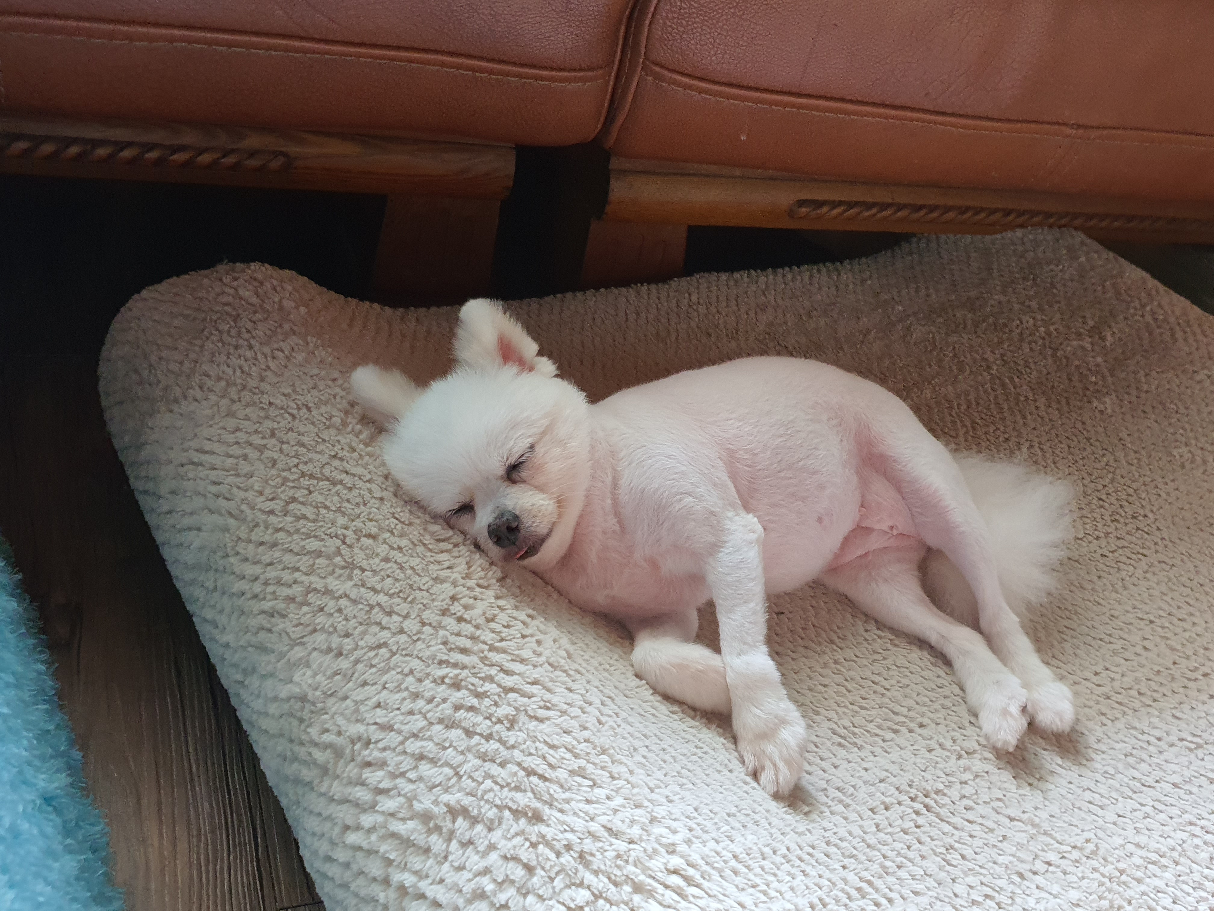 꽃님이 모모 3개월 늦은후기(곤지암10번과 칸쵸) 