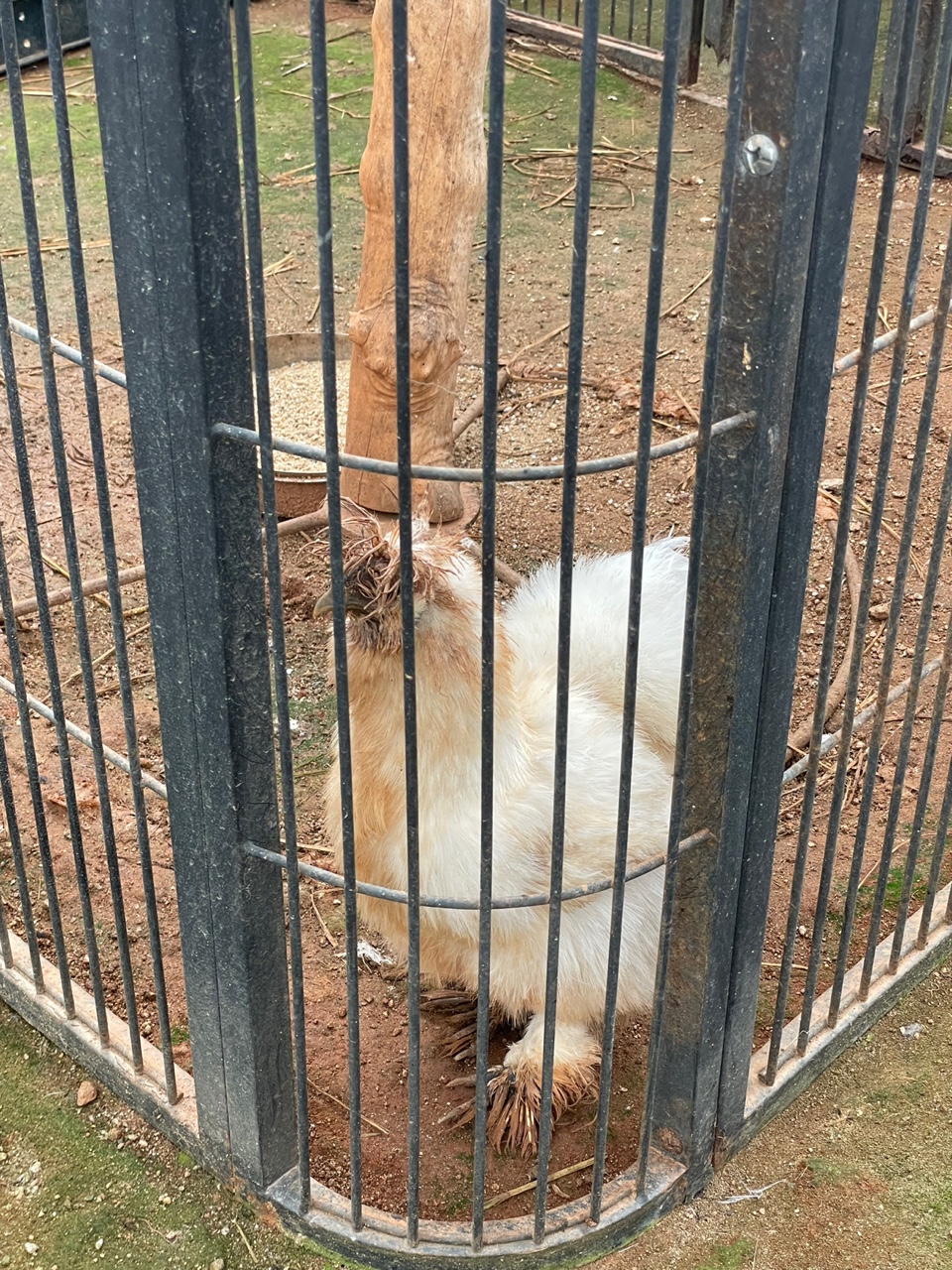 방치와 학대가 이루어지는 소규모 동물원을 신고합니다